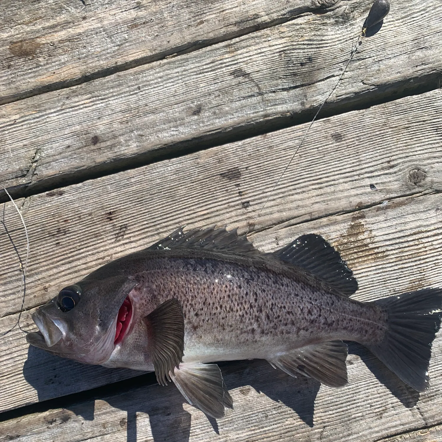 Black rockfish caught on Fishbrain