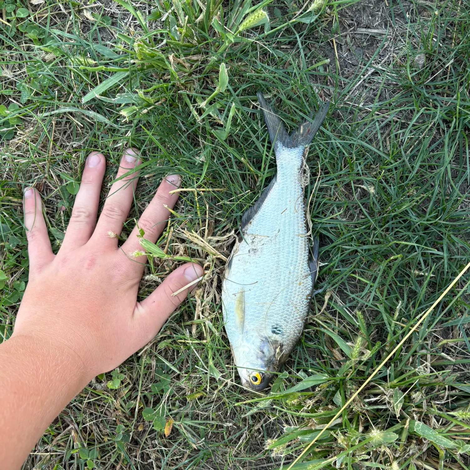 The most recent Threadfin shad catches on Fishbrain