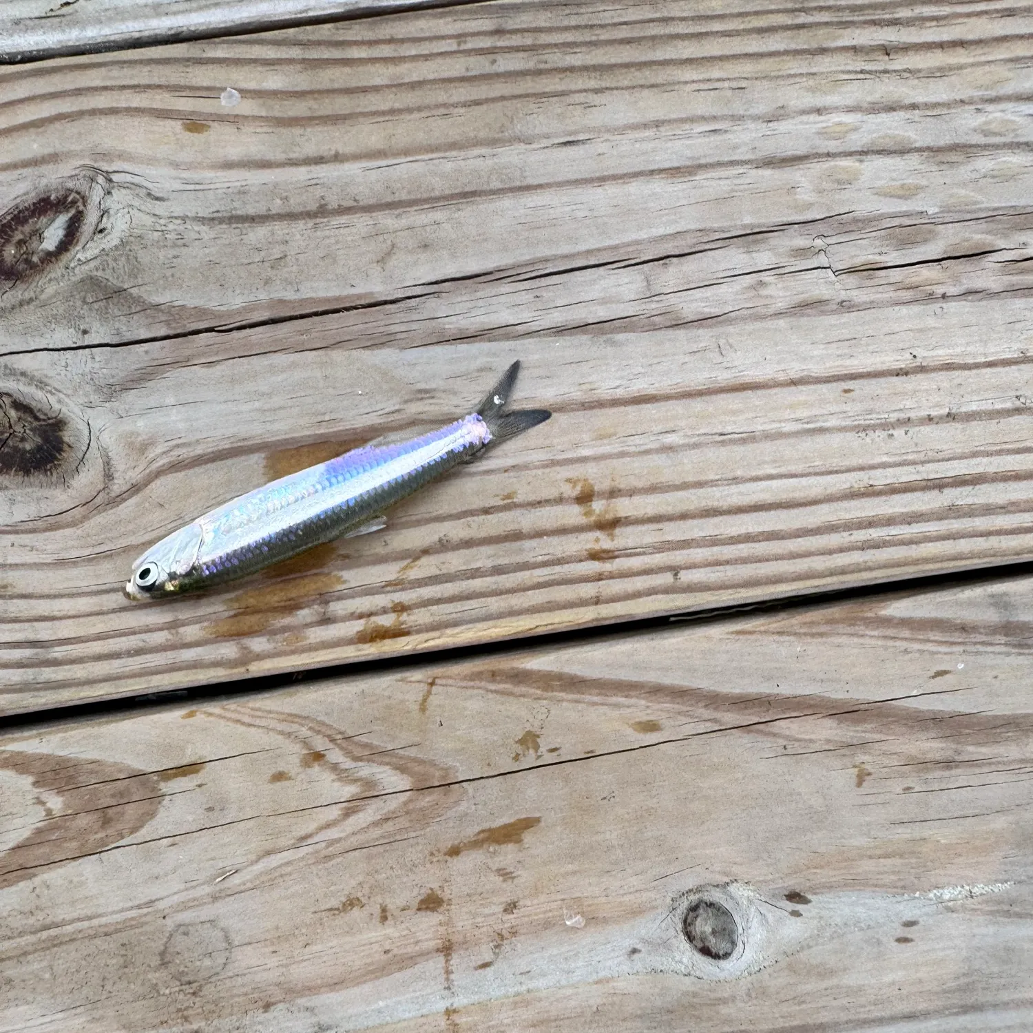 Bay anchovy caught on Fishbrain