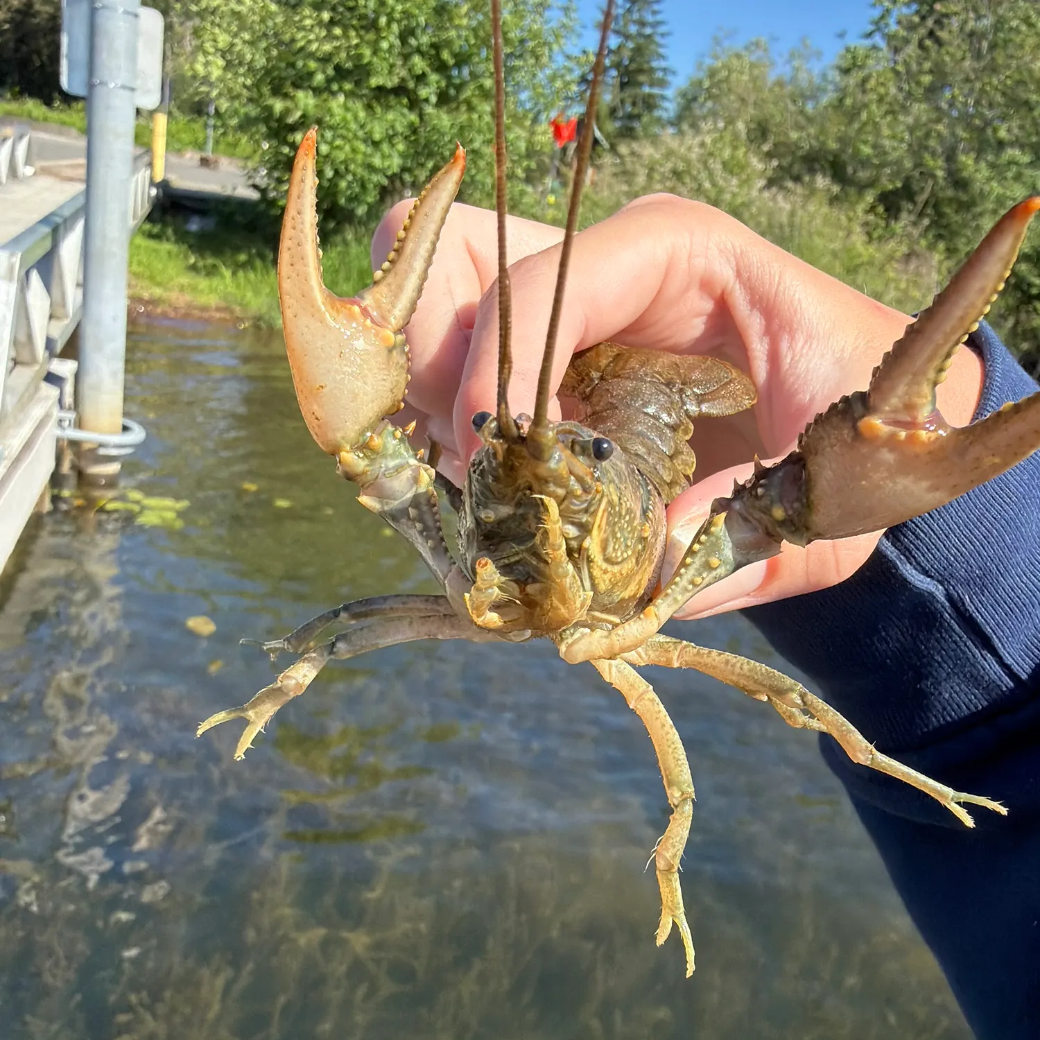 The most recent Virile crayfish catches on Fishbrain