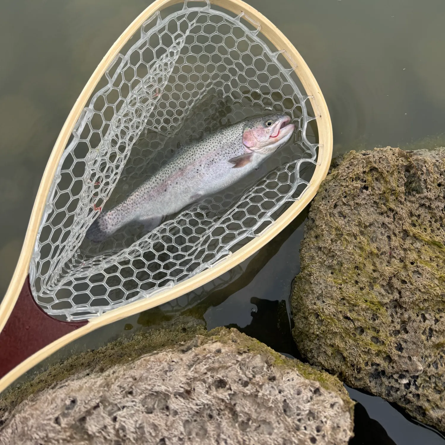 Rainbow trout caught on Fishbrain