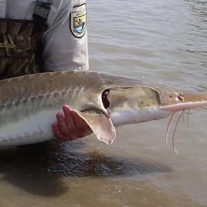 The most recent Atlantic sturgeon catches on Fishbrain