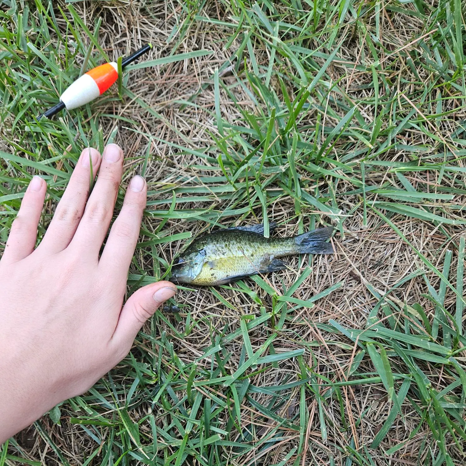 Green sunfish caught on Fishbrain