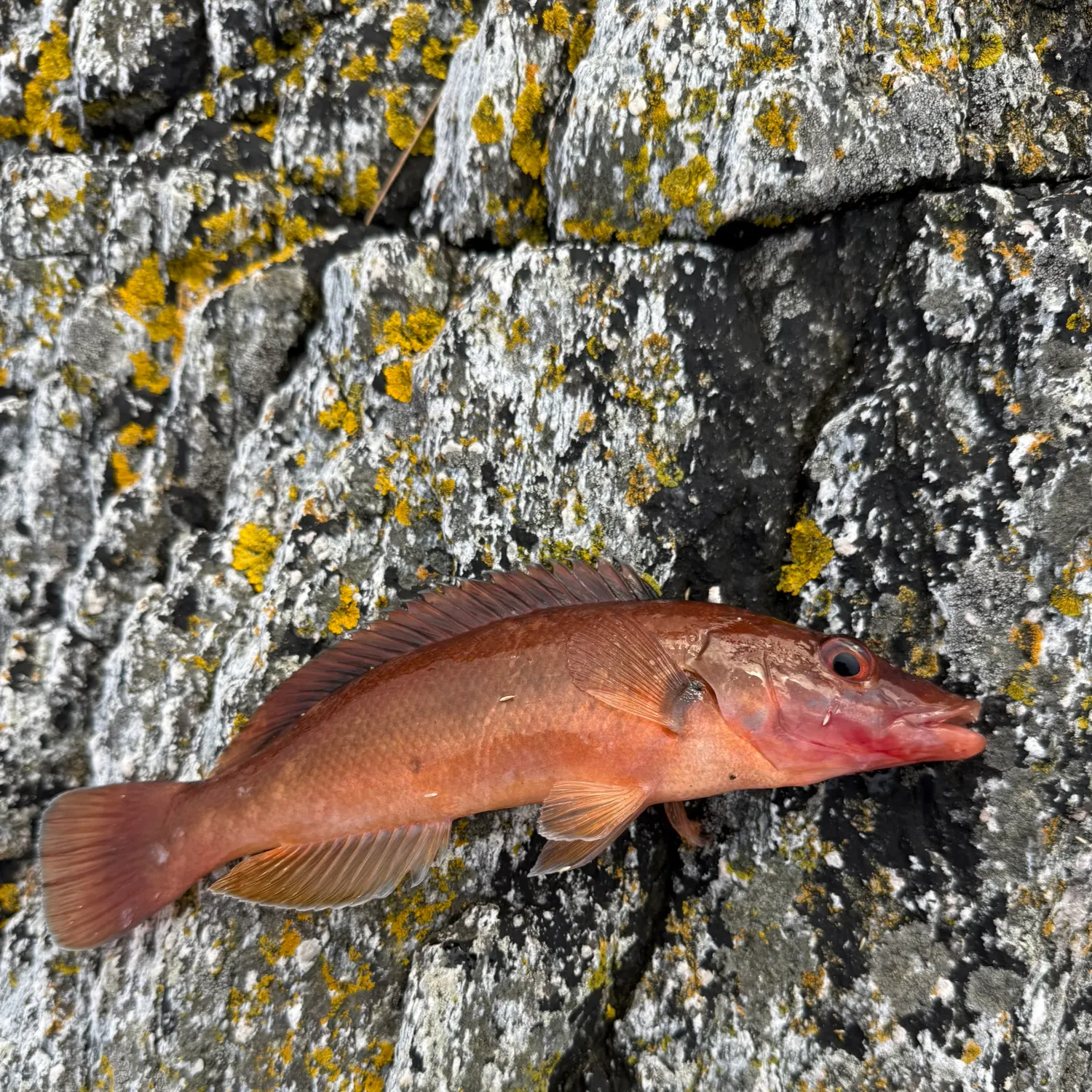 The most recent Ballan wrasse catches on Fishbrain