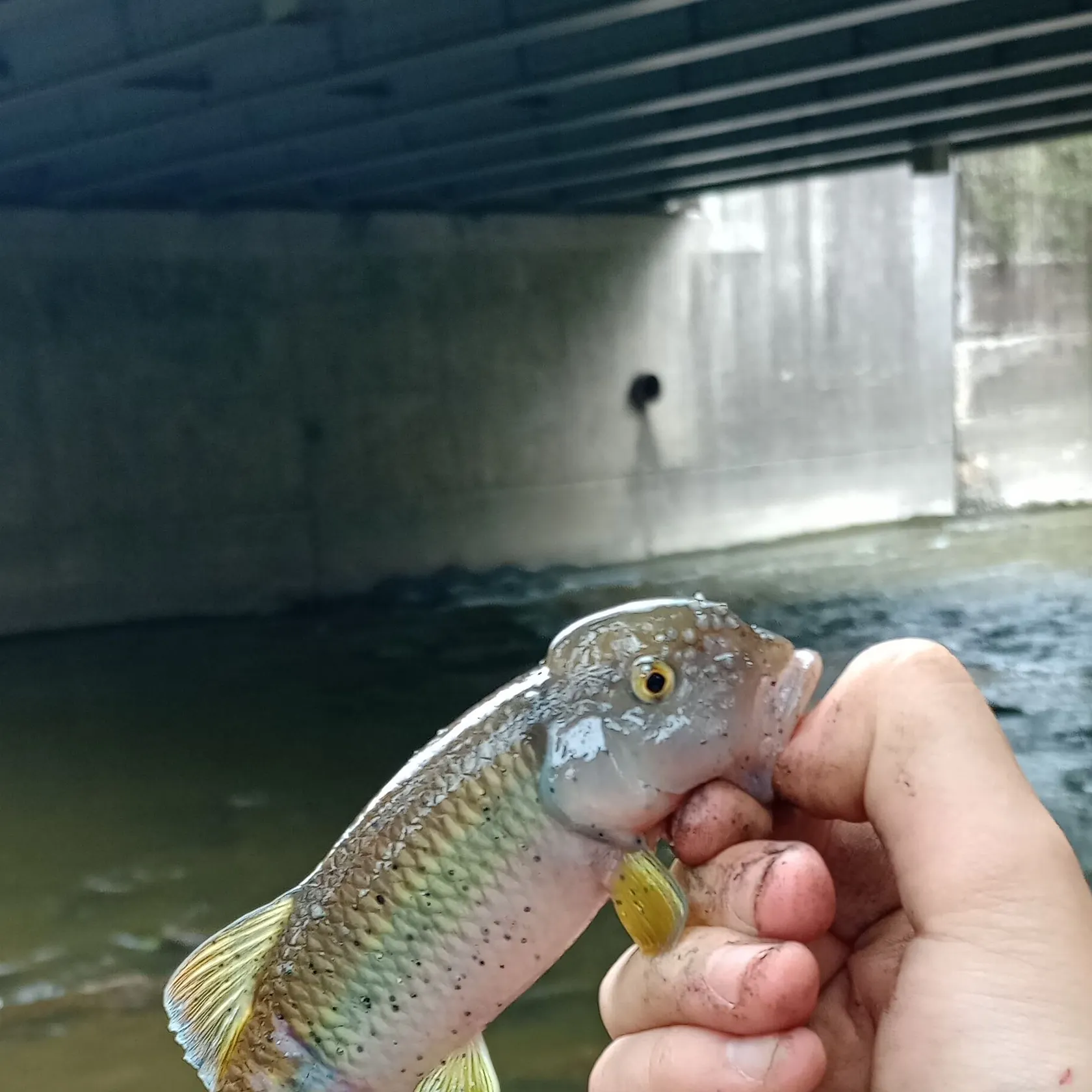 most liked catch image