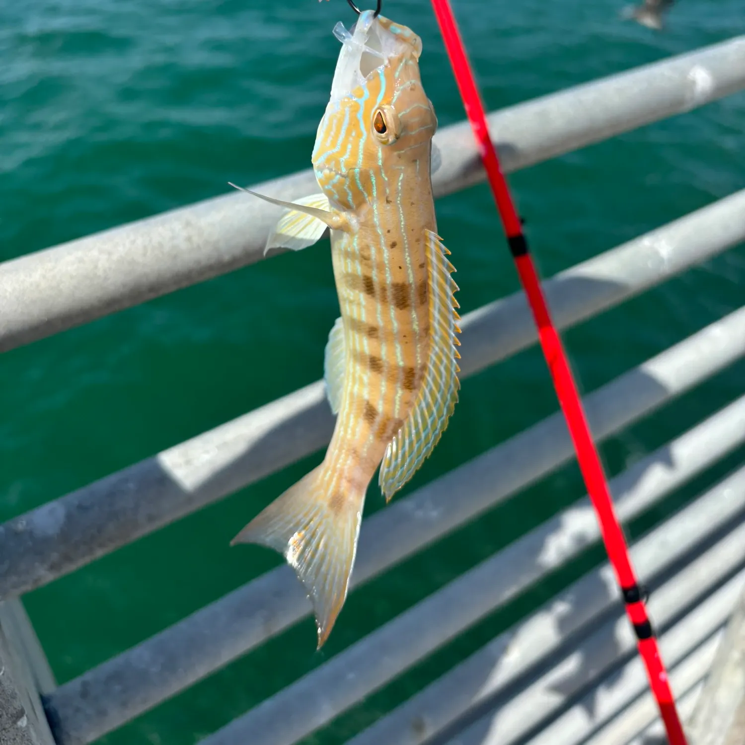 The most recent Sand perch catches on Fishbrain