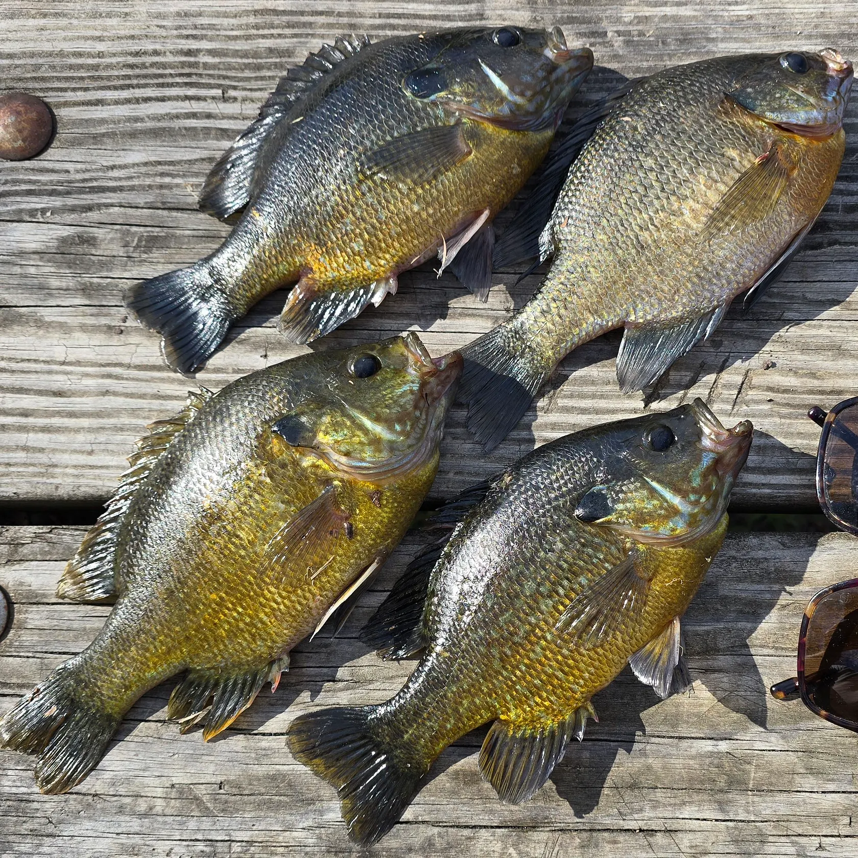 recently logged catches