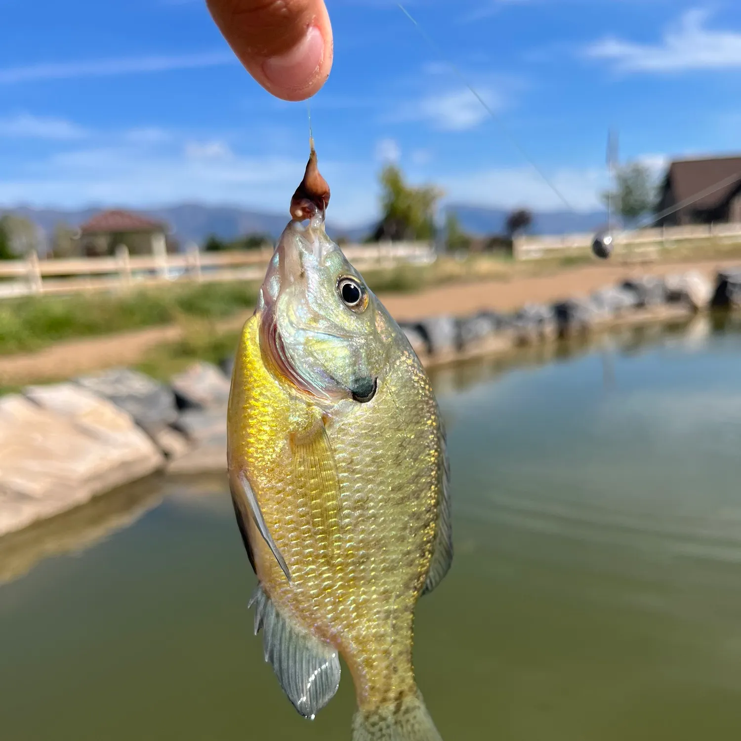 Fish caught on Fishbrain