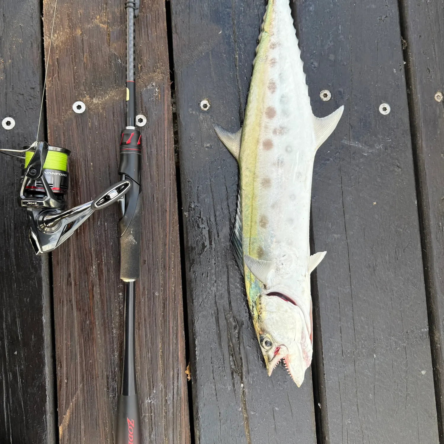 The most recent Queensland school mackerel catches on Fishbrain