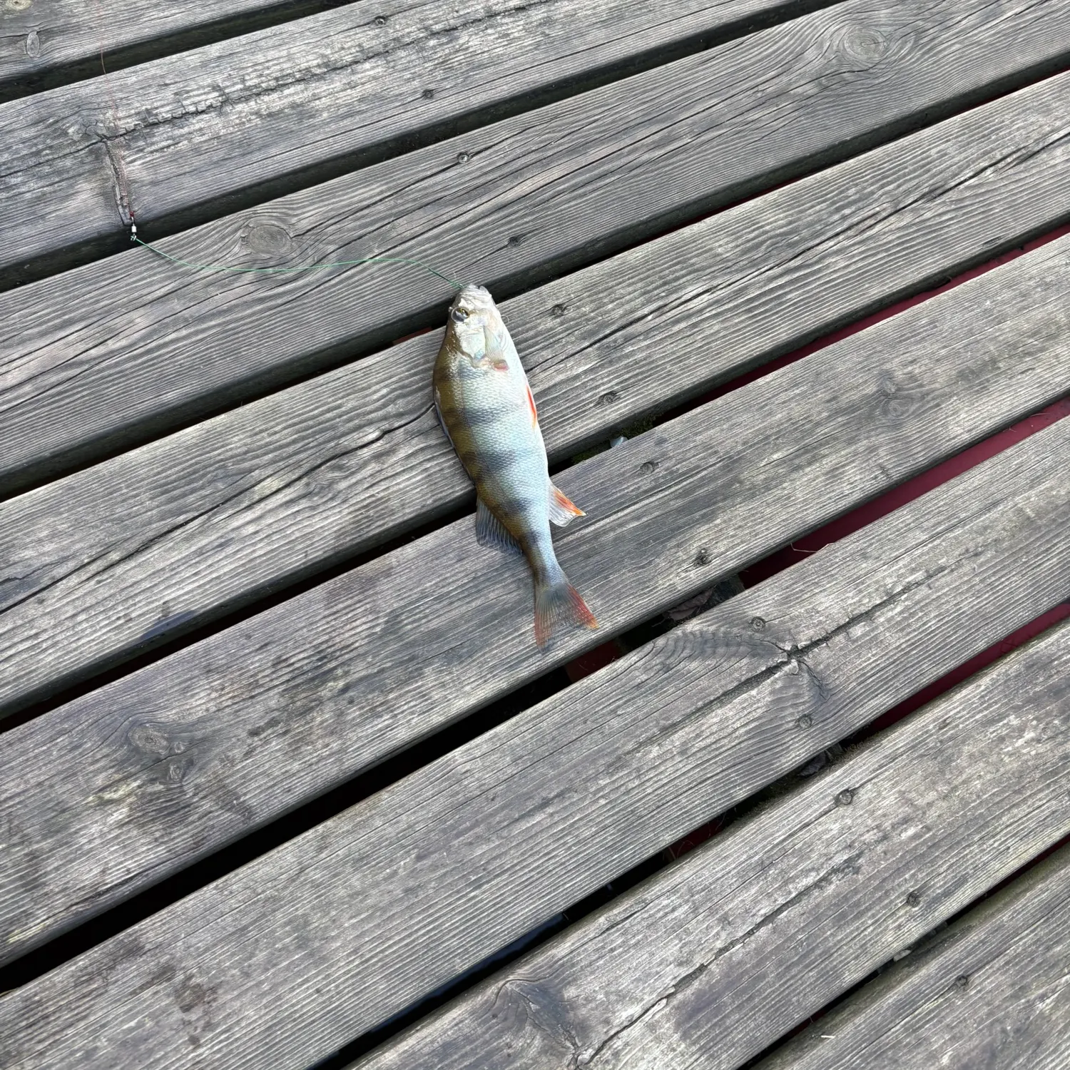 European perch caught on Fishbrain