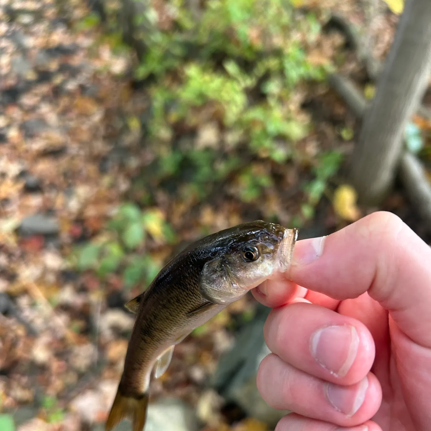 Creek chub caught on Fishbrain