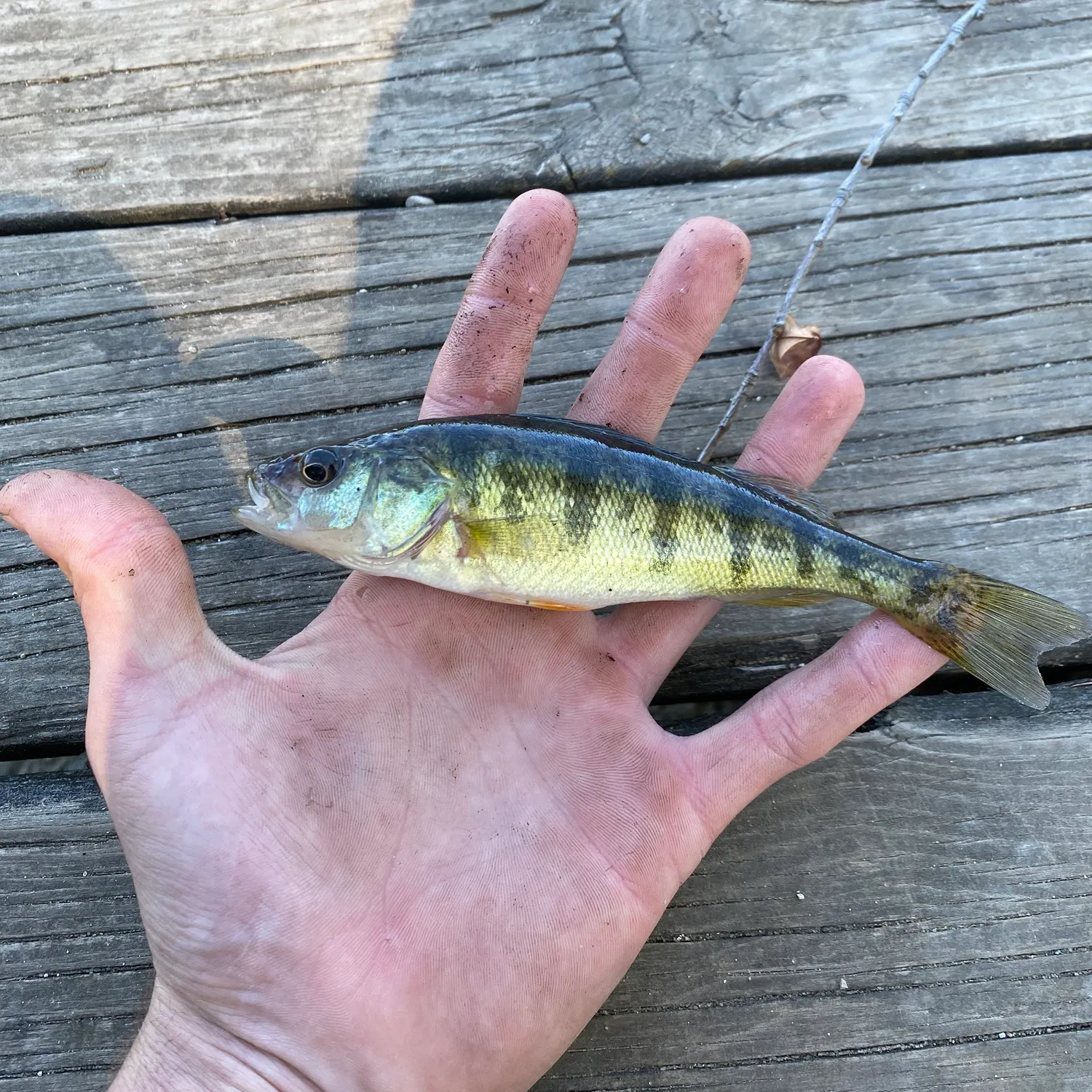 Yellow perch caught on Fishbrain