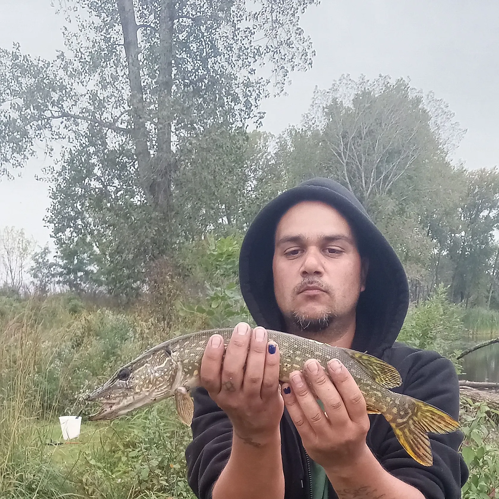 Northern pike caught on Fishbrain