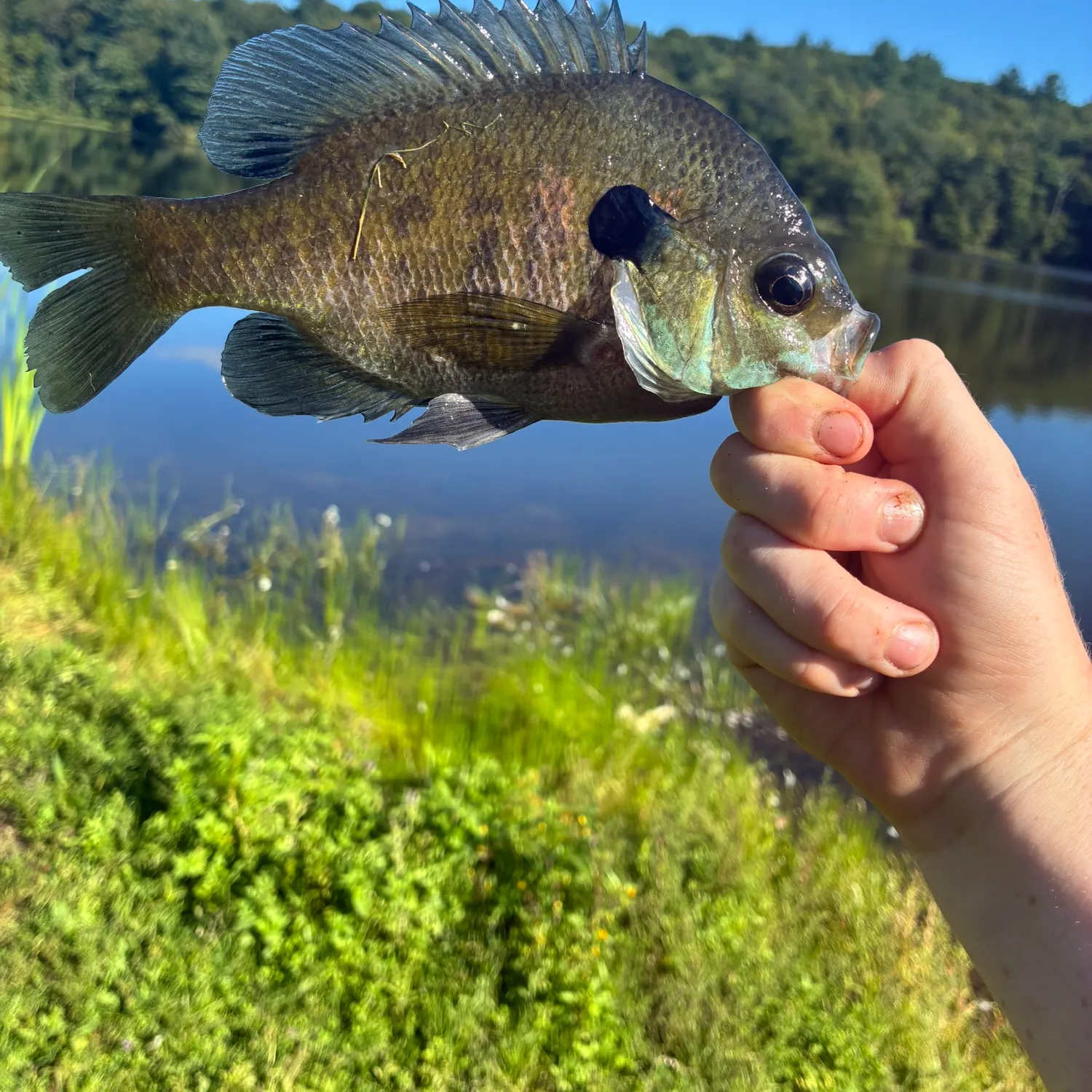 Bluegill caught on Fishbrain