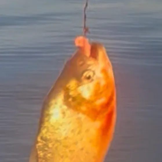 The most recent Red-bellied piranha catches on Fishbrain