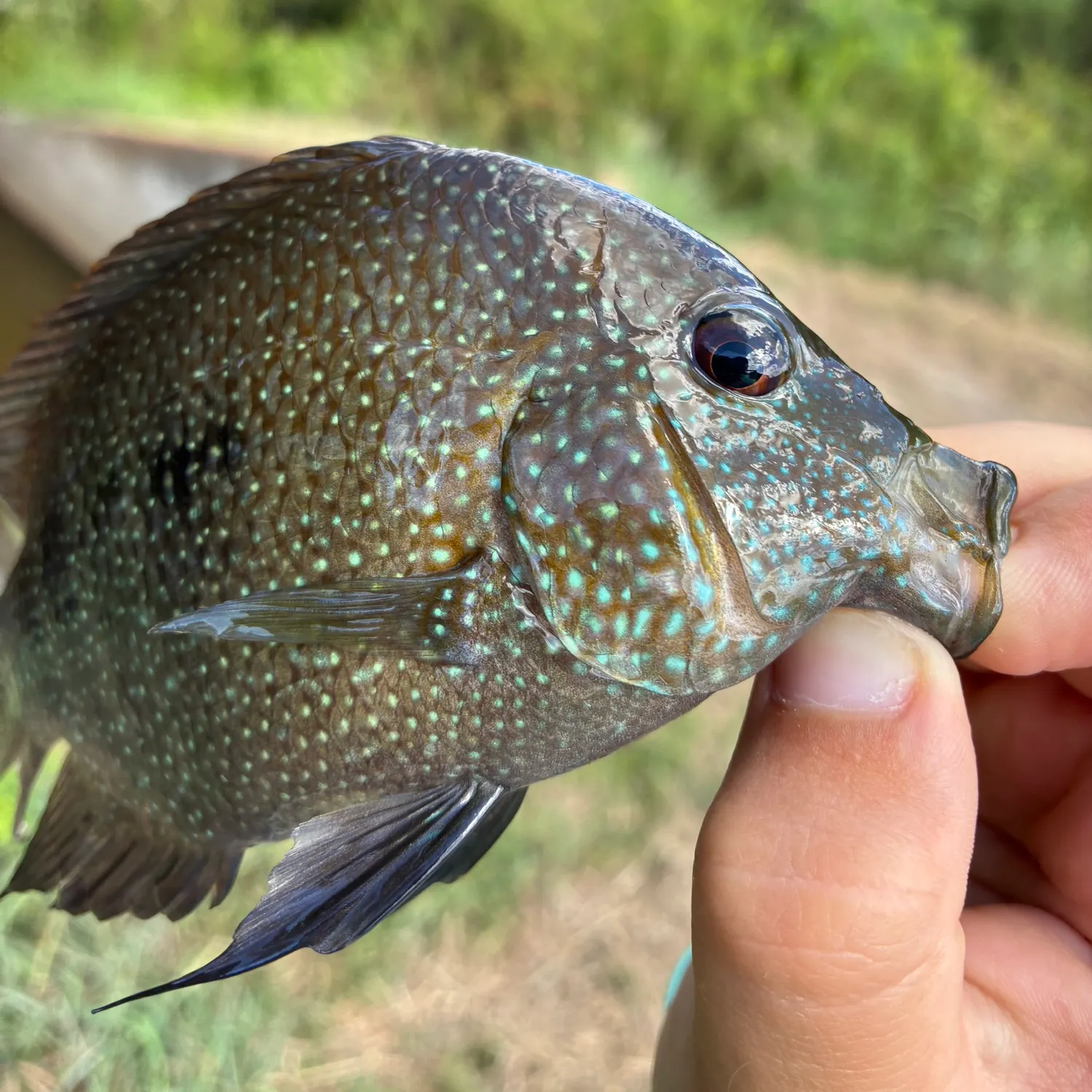 Rio Grande cichlid caught on Fishbrain