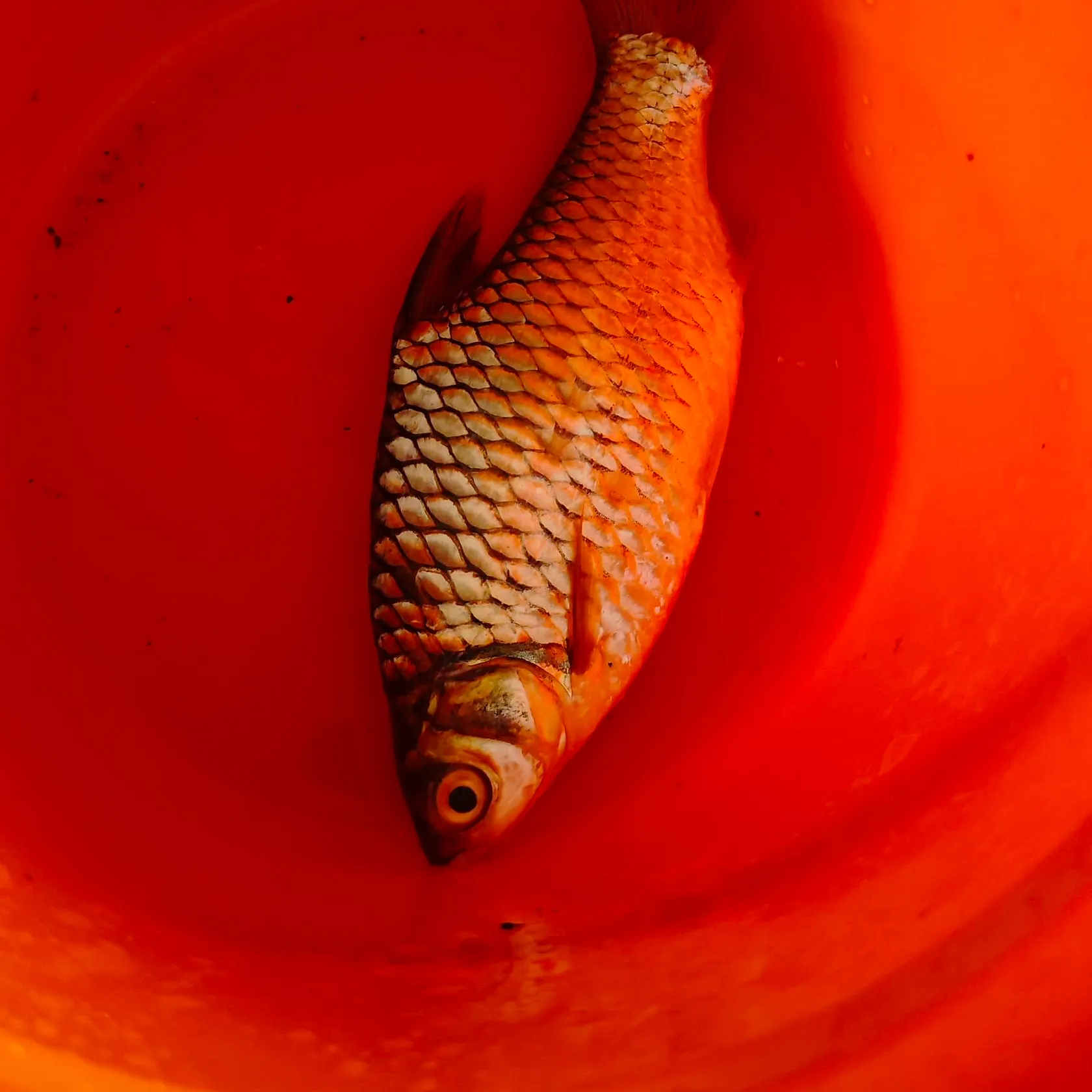 The most recent Java barb catches on Fishbrain