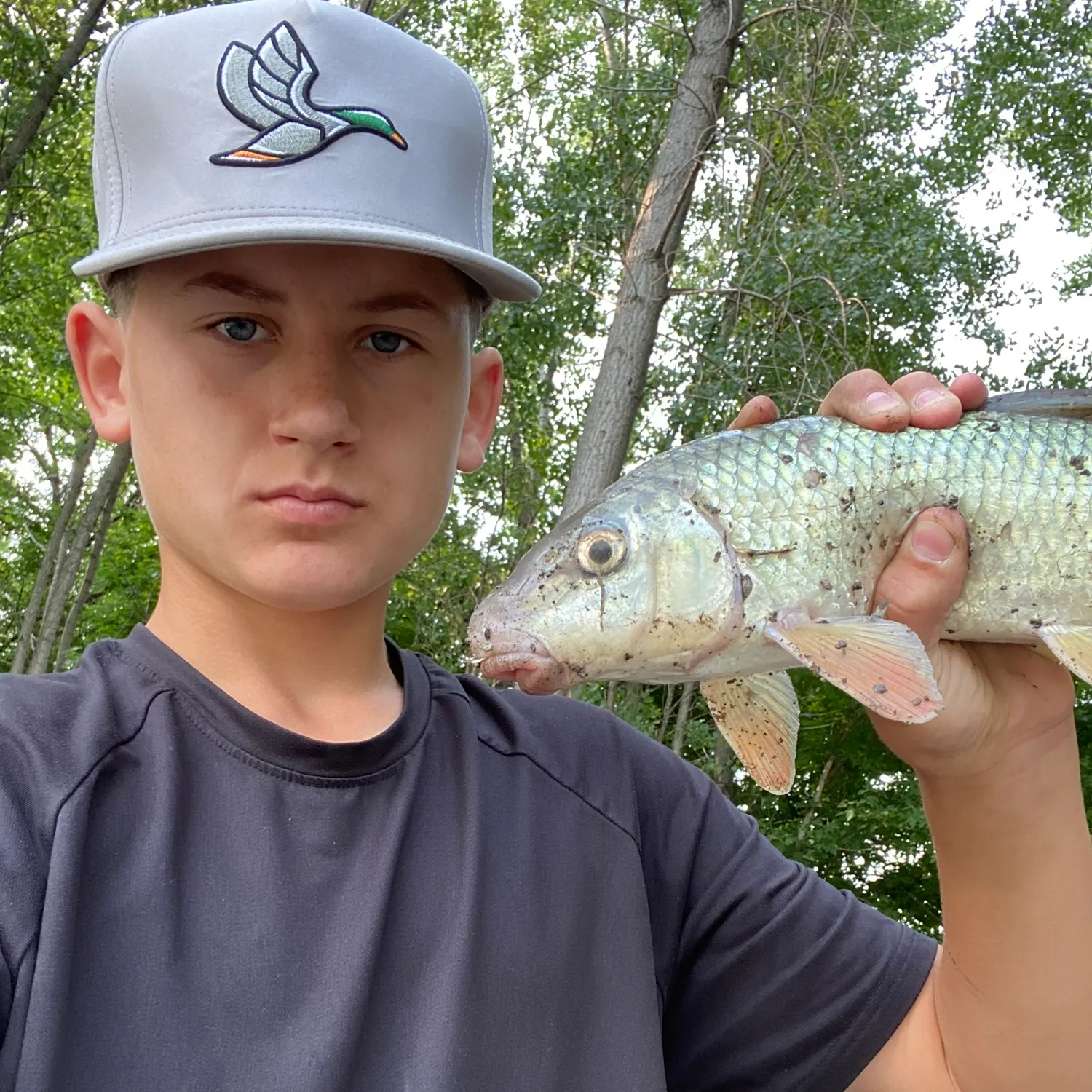 The most recent Shorthead redhorse catches on Fishbrain