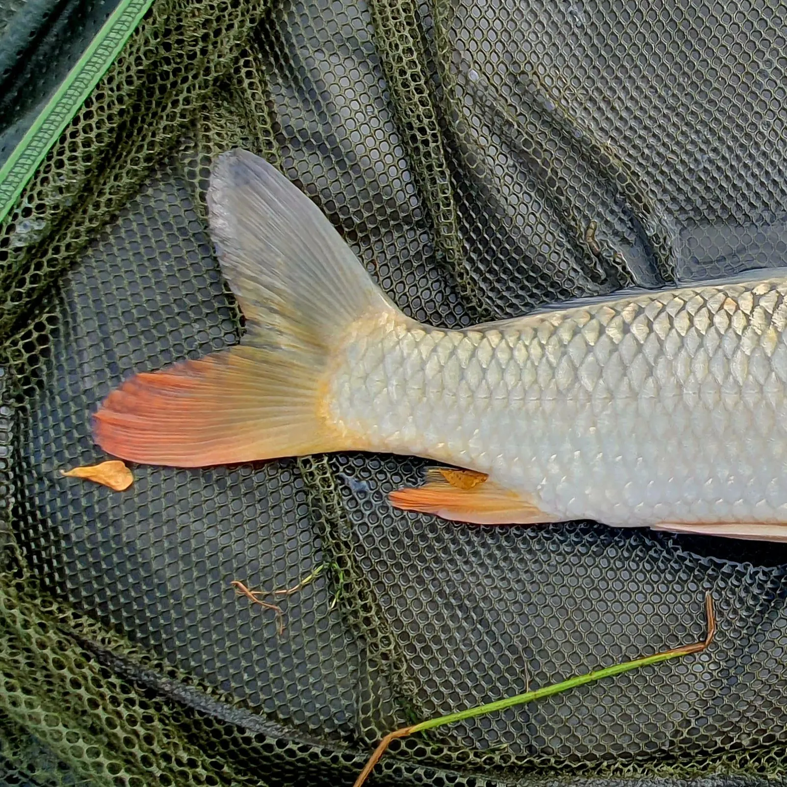 The most recent Ghost carp catches on Fishbrain
