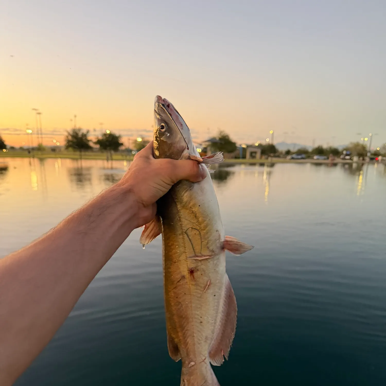Channel catfish caught on Fishbrain
