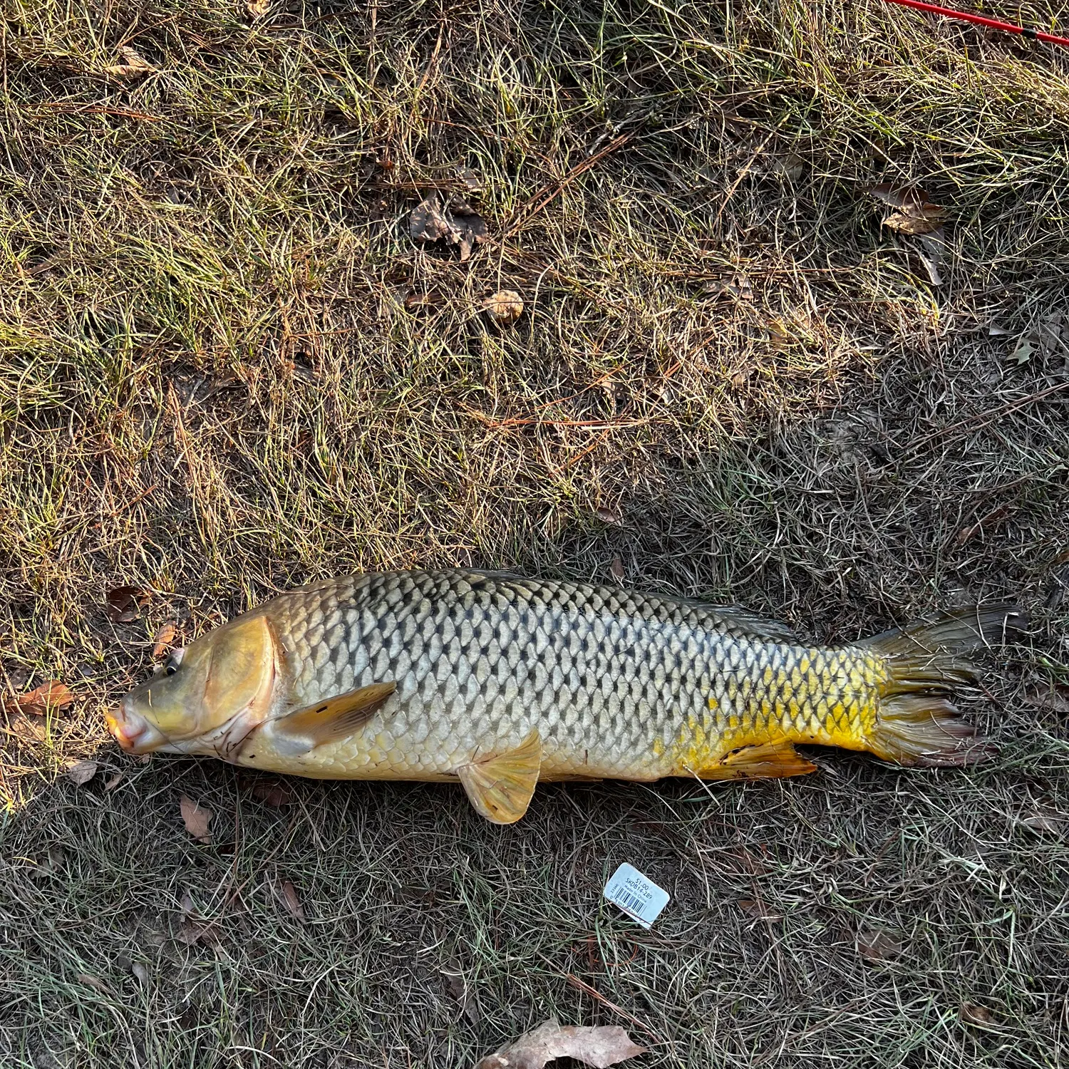 Common carp caught on Fishbrain