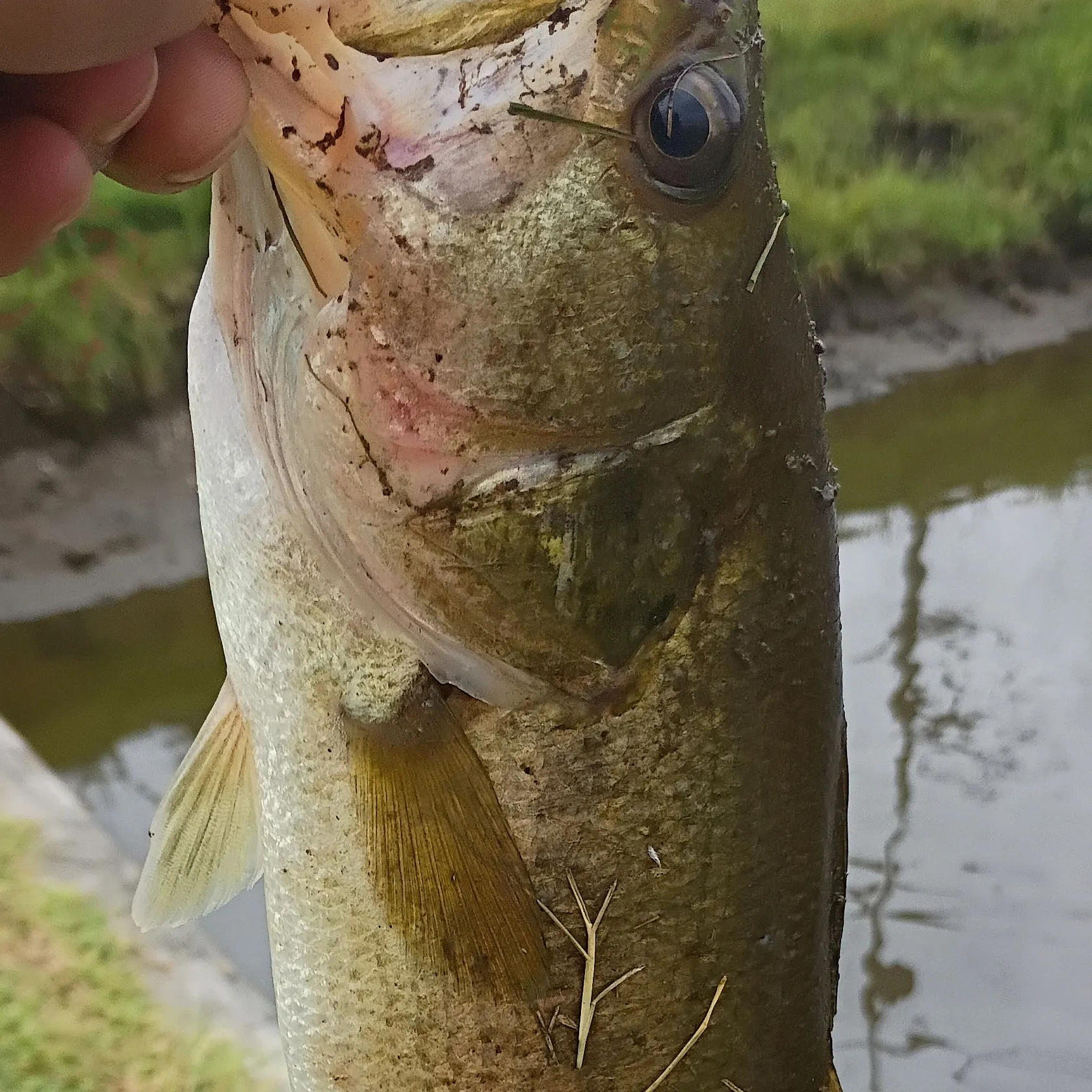 Fish caught on Fishbrain