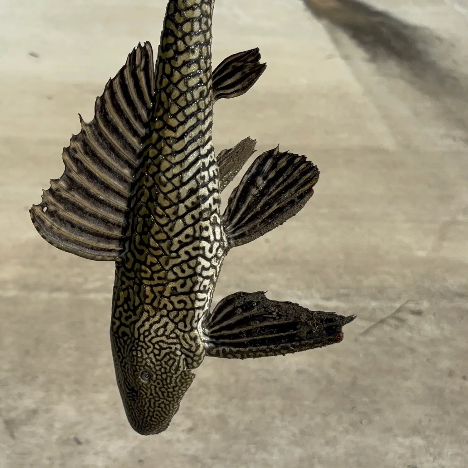 The most recent Suckermouth catfish catches on Fishbrain