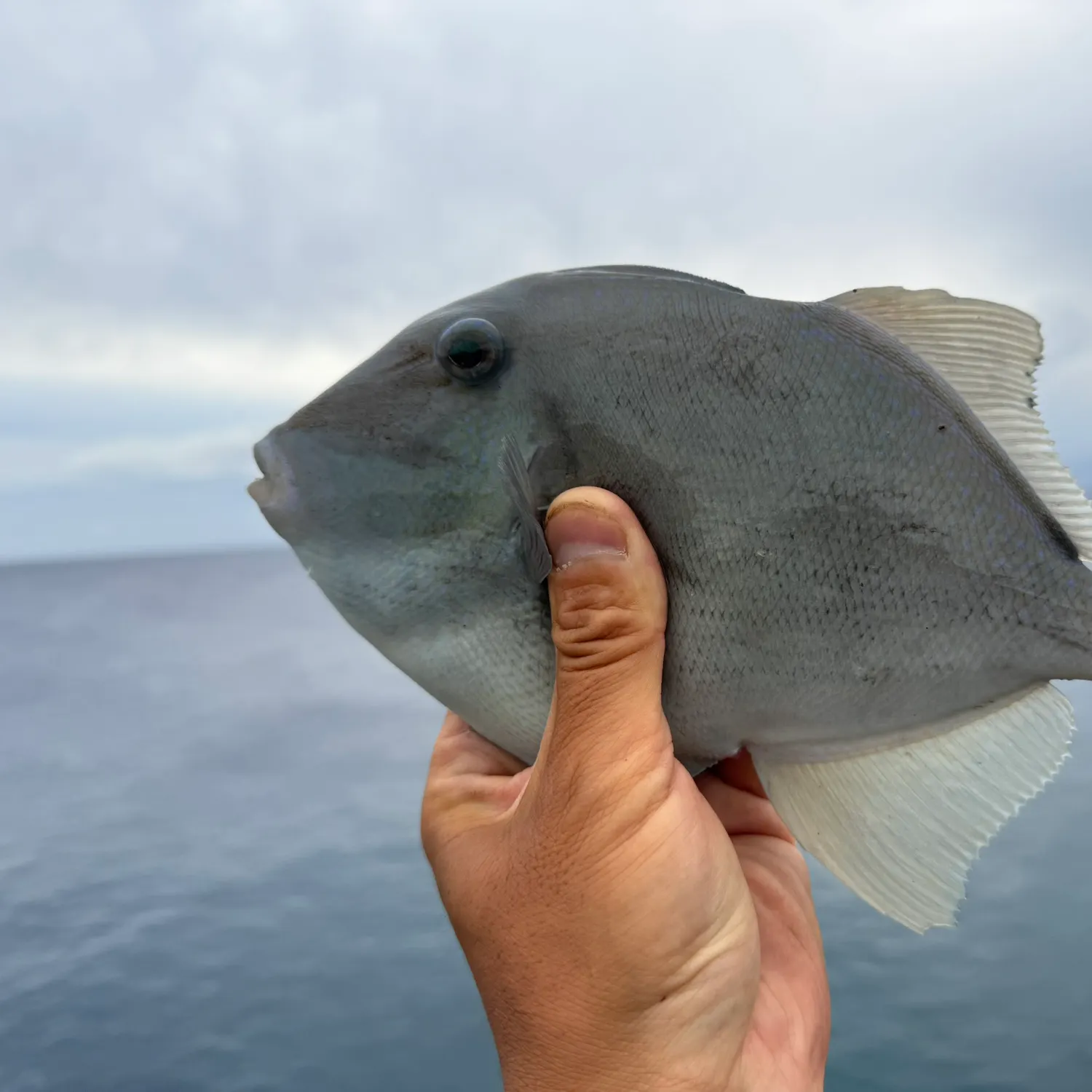 most liked catch image