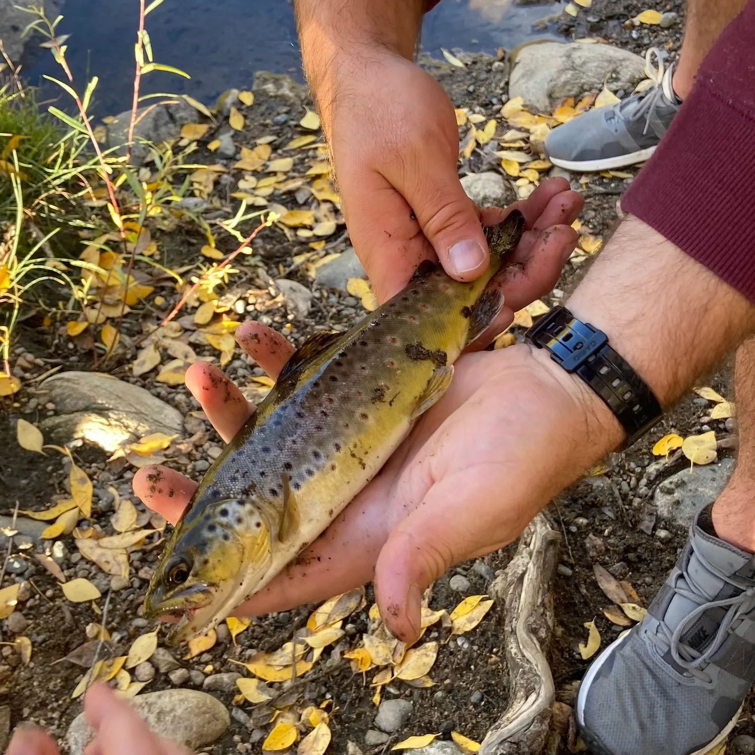 catch