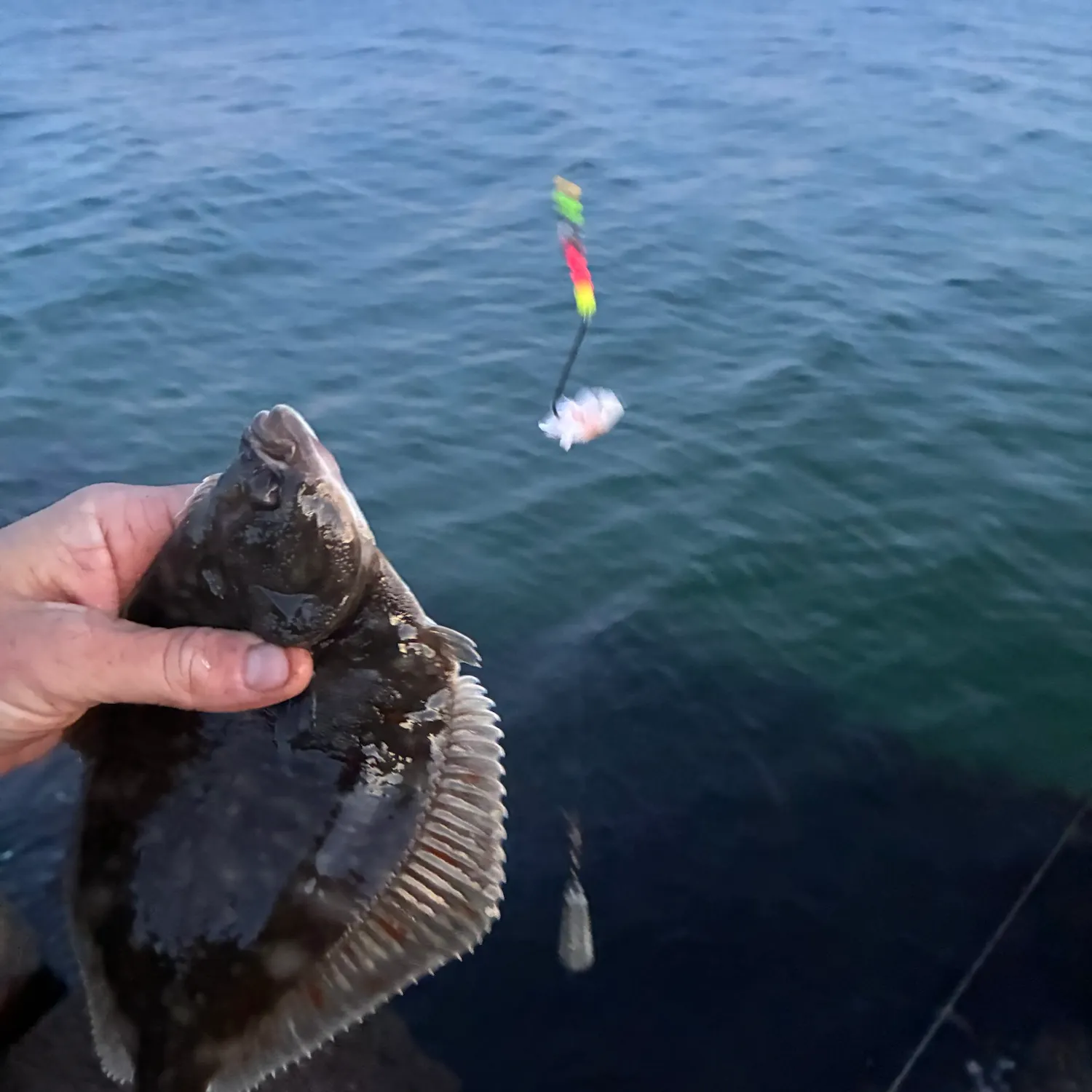 European flounder caught on Fishbrain