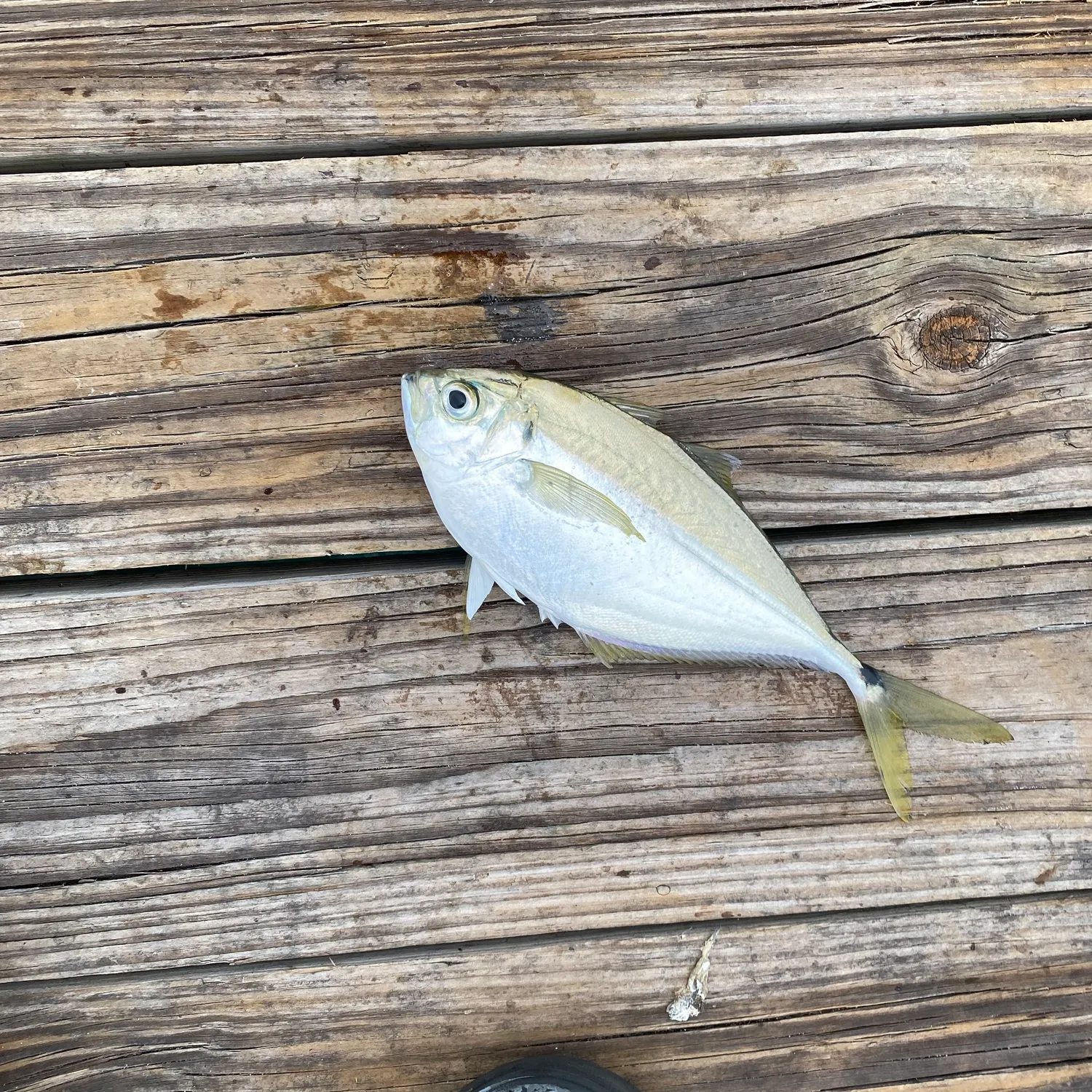 The most recent Atlantic bumper catches on Fishbrain