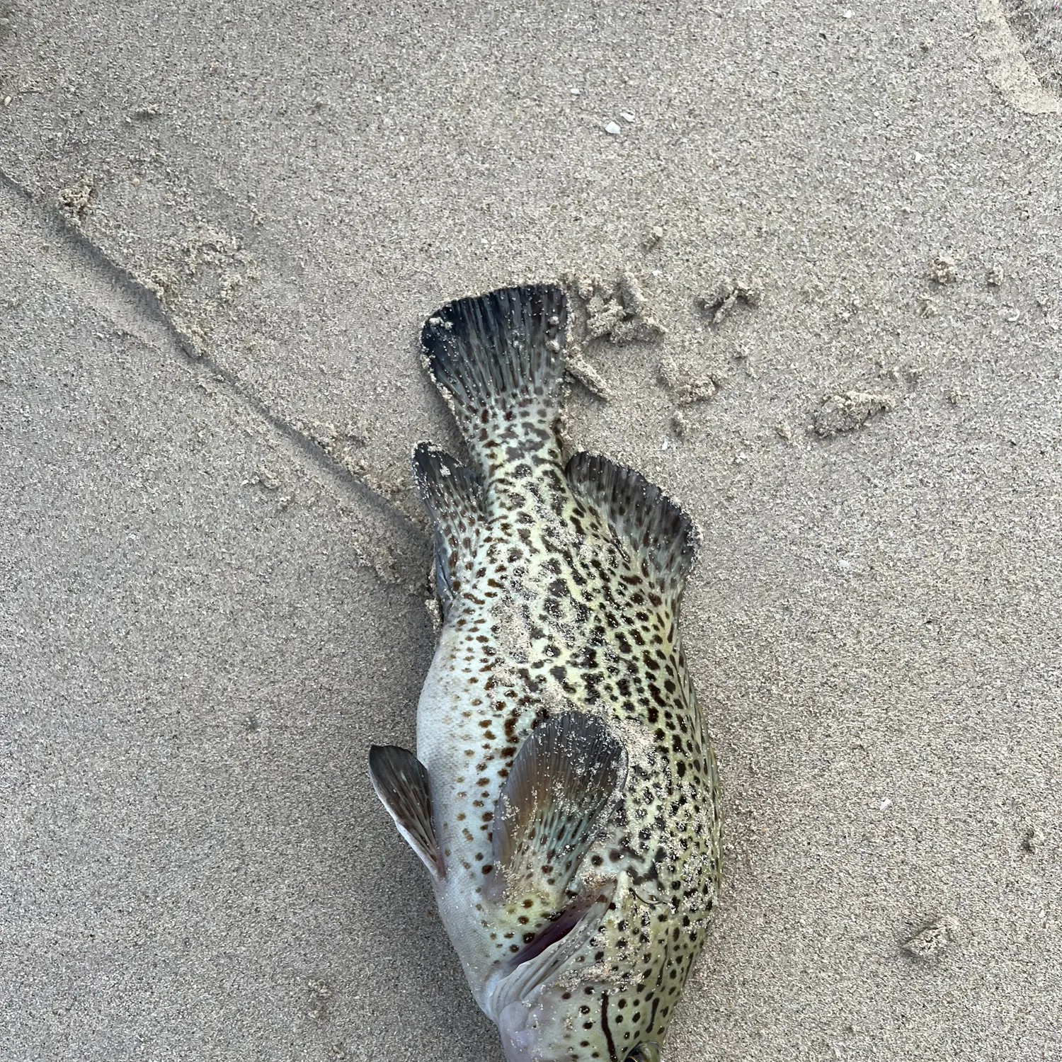 The most recent Western wirrah catches on Fishbrain