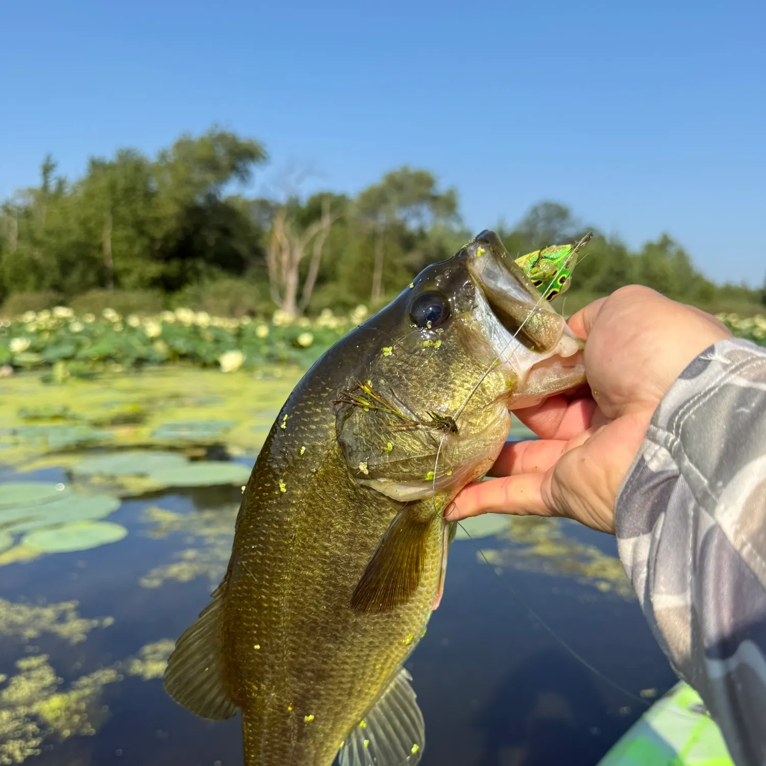 Largemouth bass caught on Fishbrain
