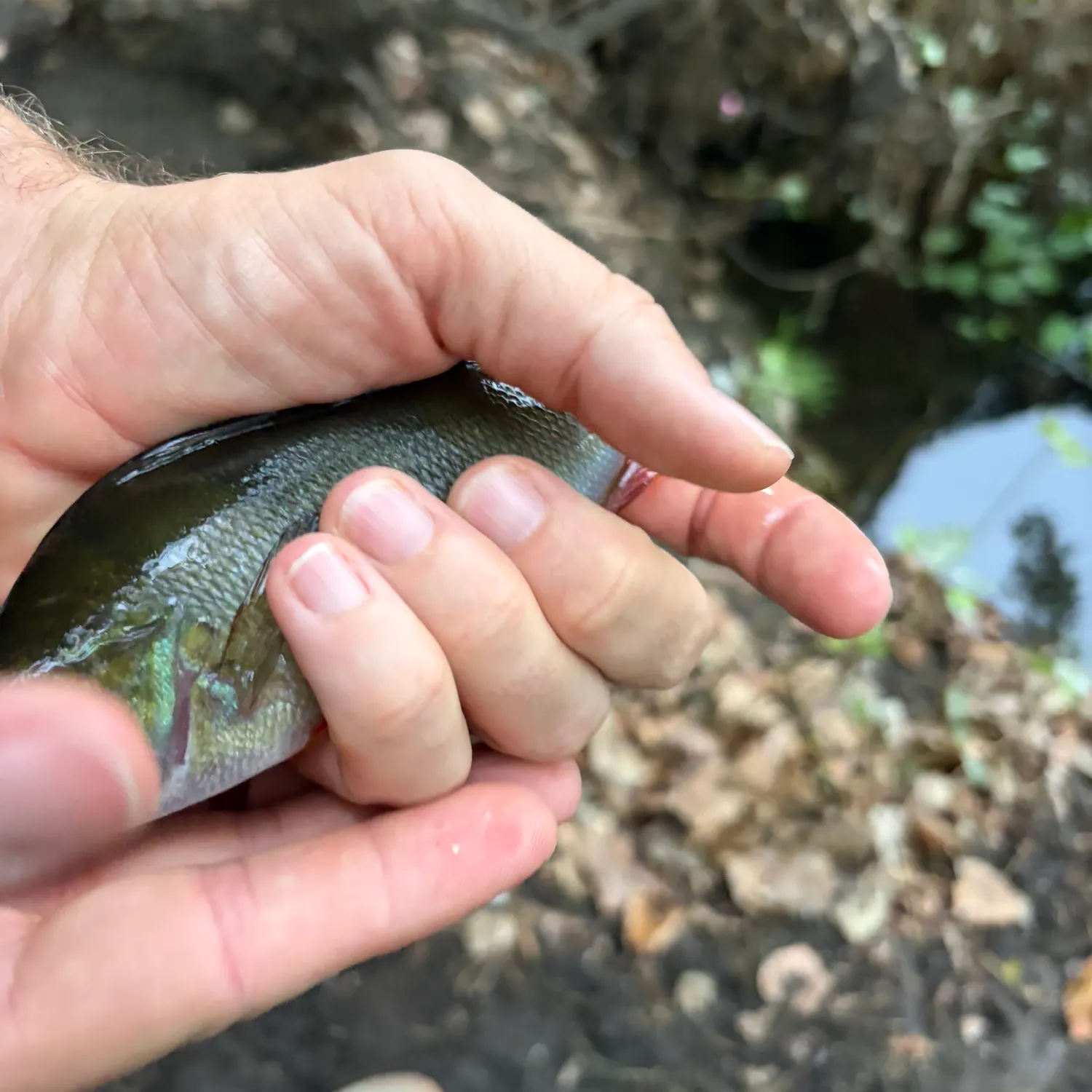 European perch caught on Fishbrain