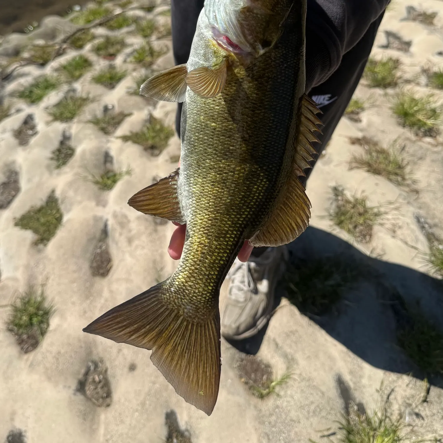 Smallmouth bass caught on Fishbrain