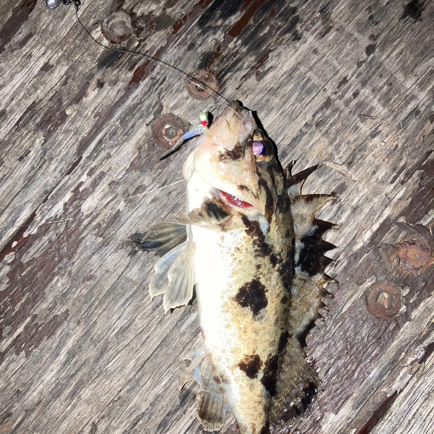 The most recent South Australian cobbler catches on Fishbrain