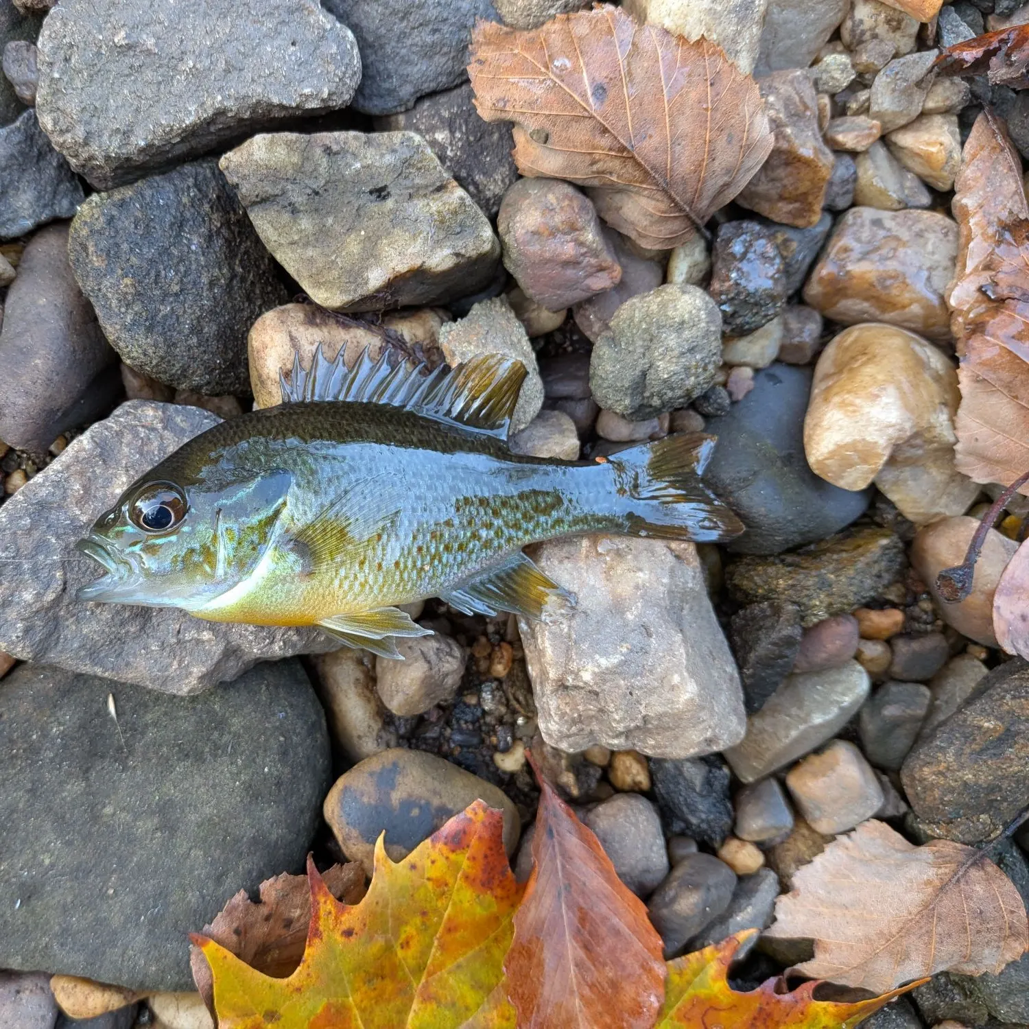 Redbreast sunfish caught on Fishbrain