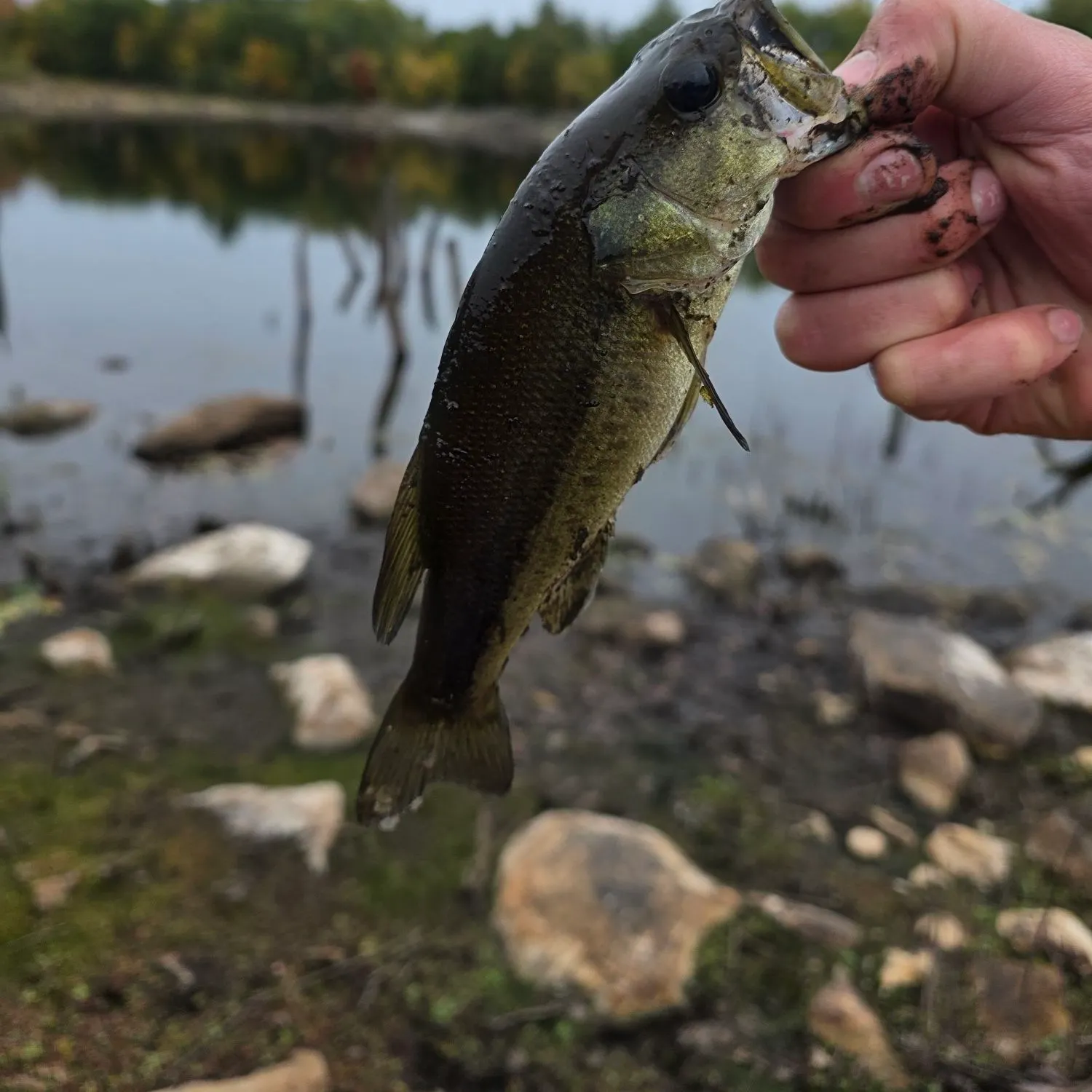 Largemouth bass caught on Fishbrain