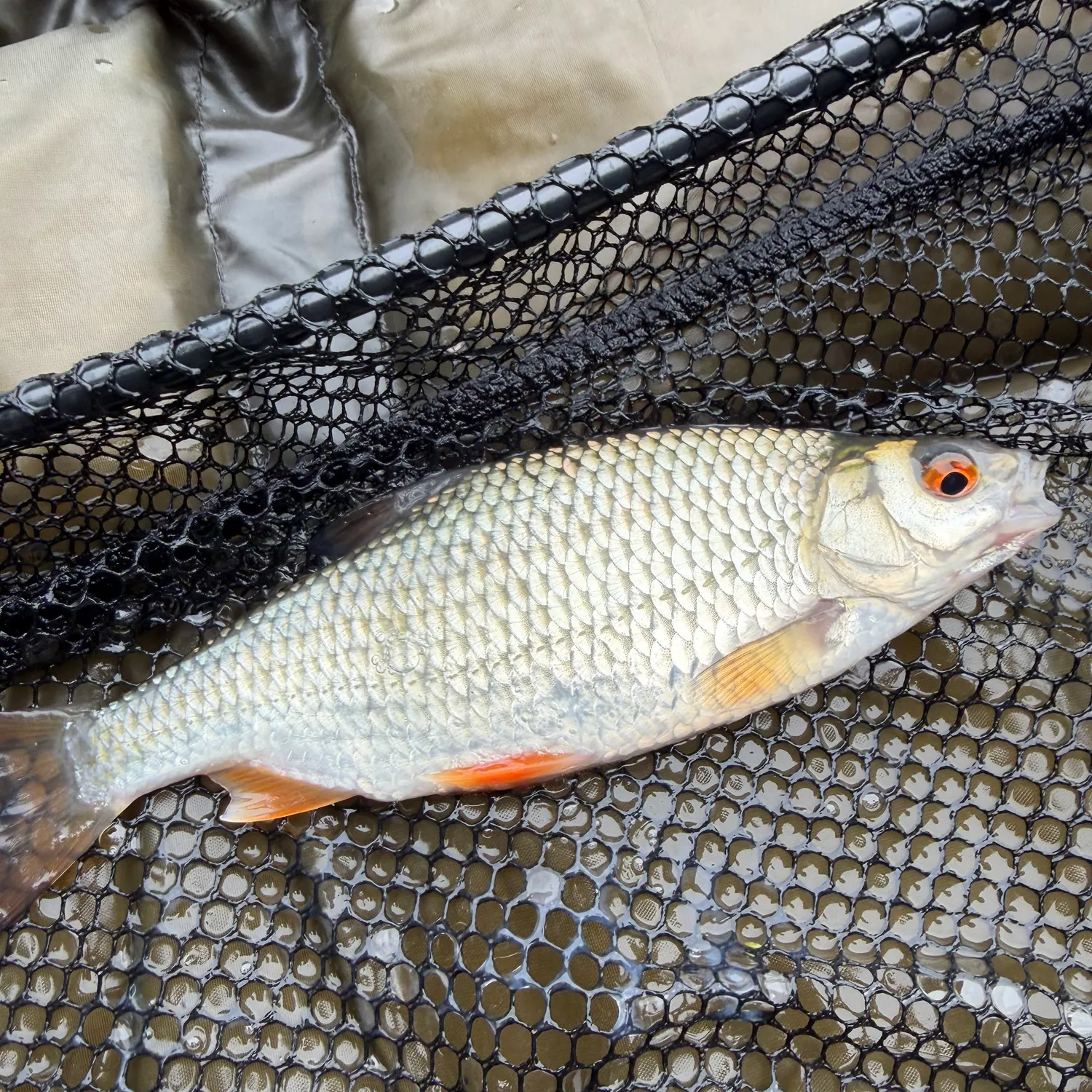 Common roach caught on Fishbrain