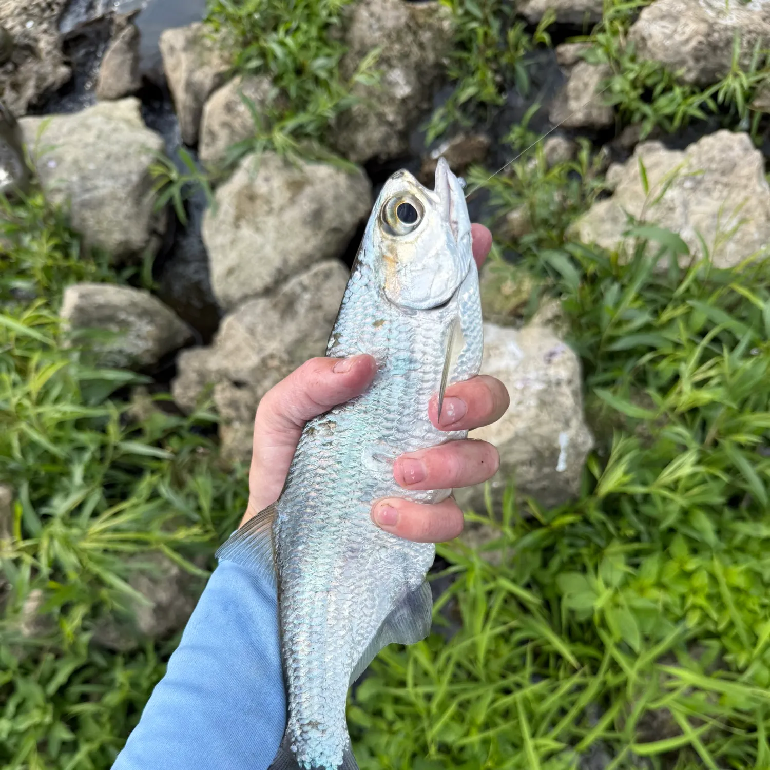 The most recent Mooneye catches on Fishbrain