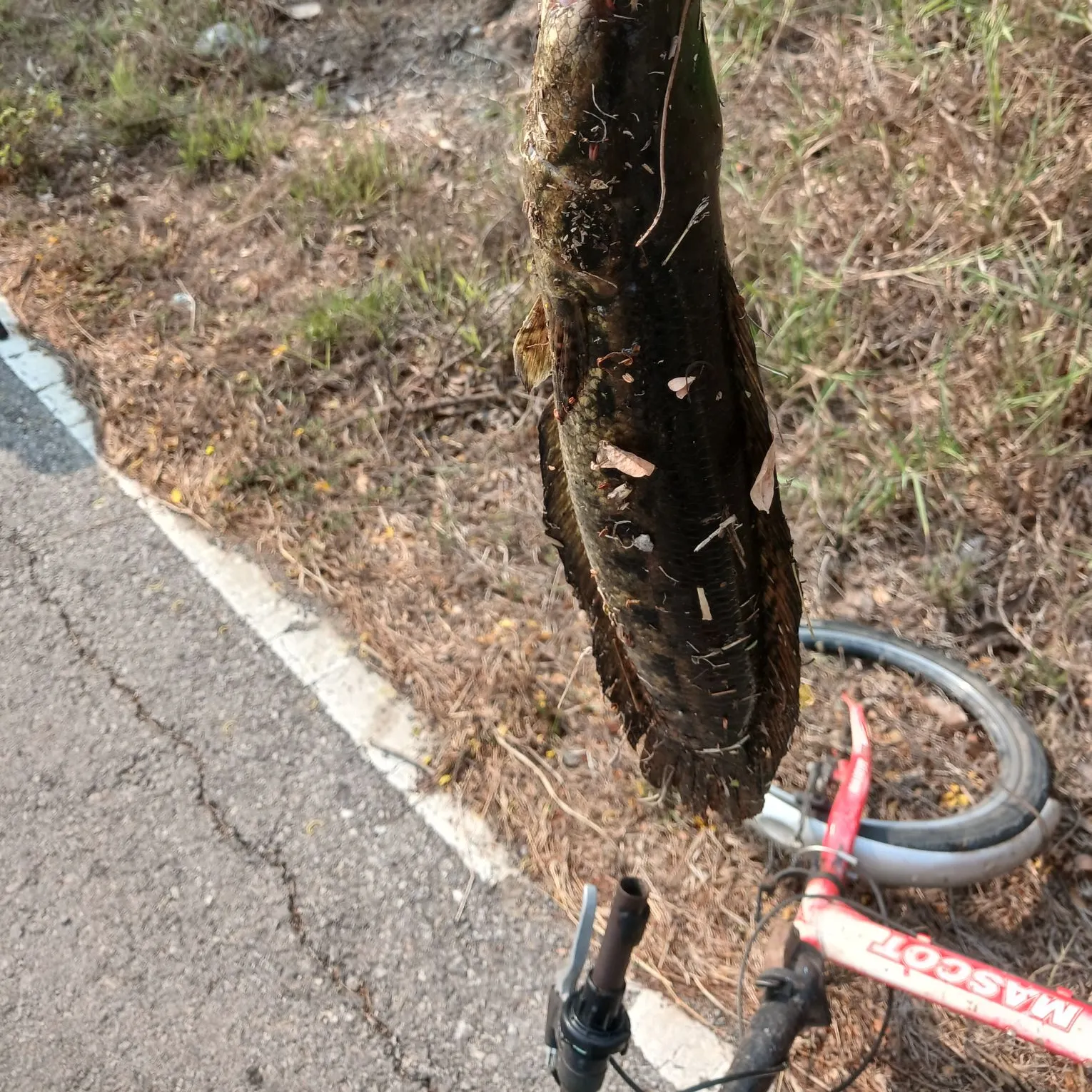 The most recent Forest snakehead catches on Fishbrain