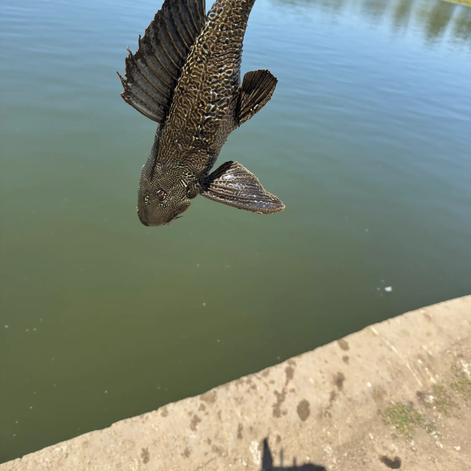 The most recent Suckermouth catfish catches on Fishbrain