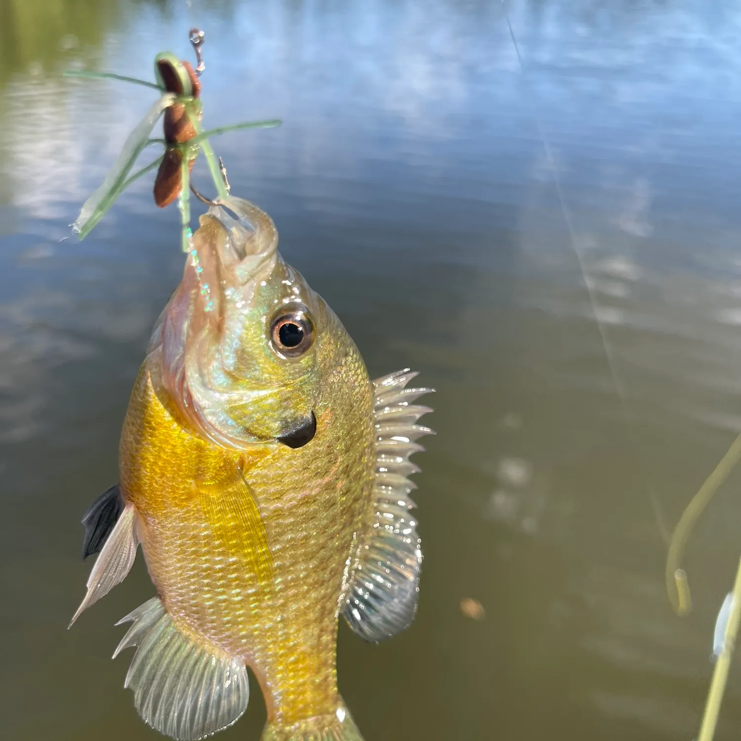 Bluegill caught on Fishbrain