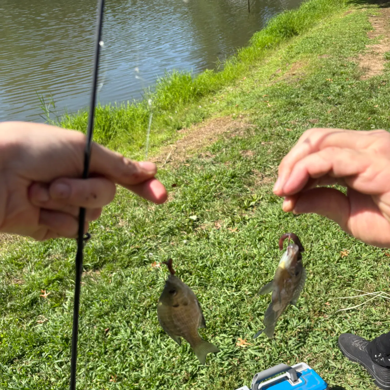 Bluegill caught on Fishbrain
