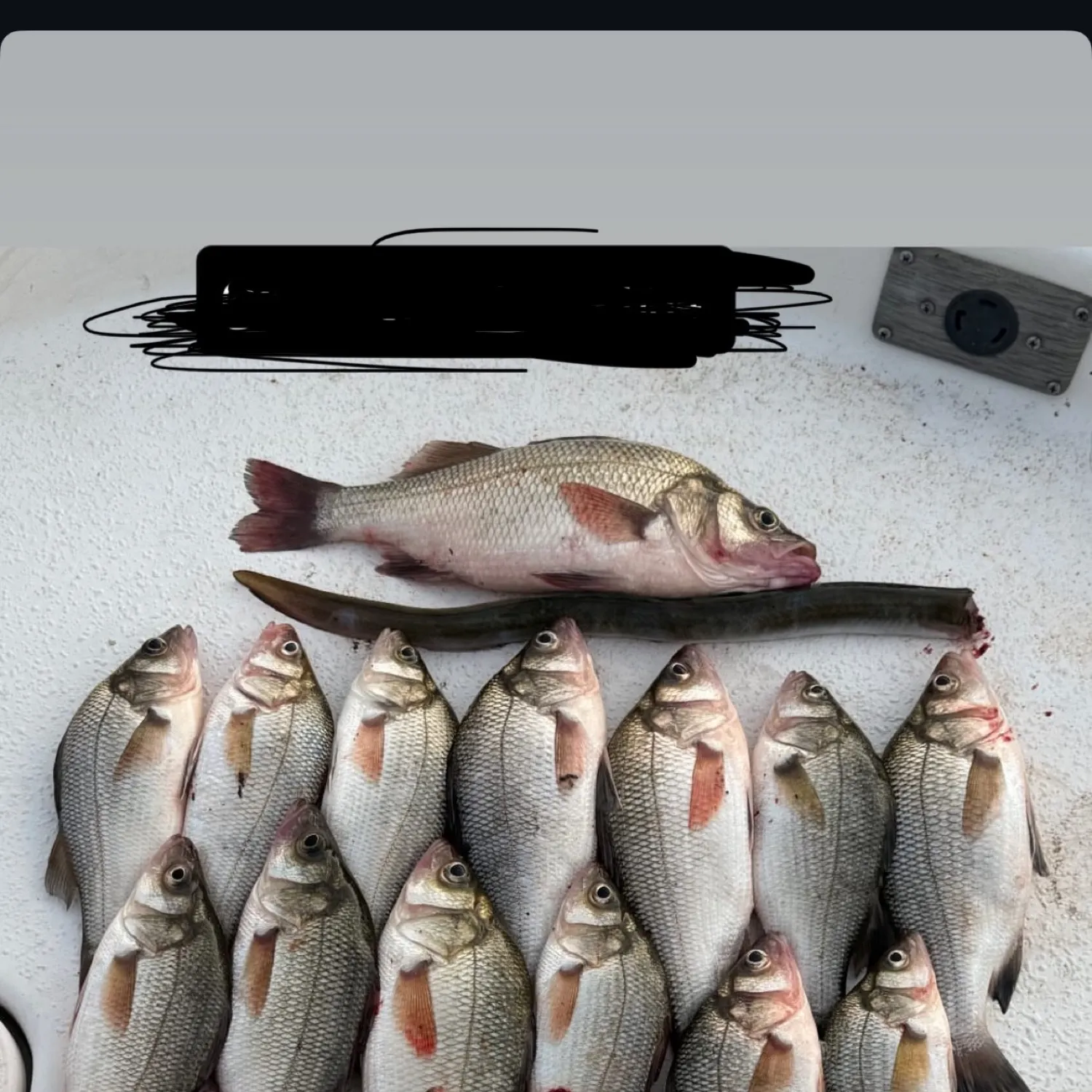 recently logged catches