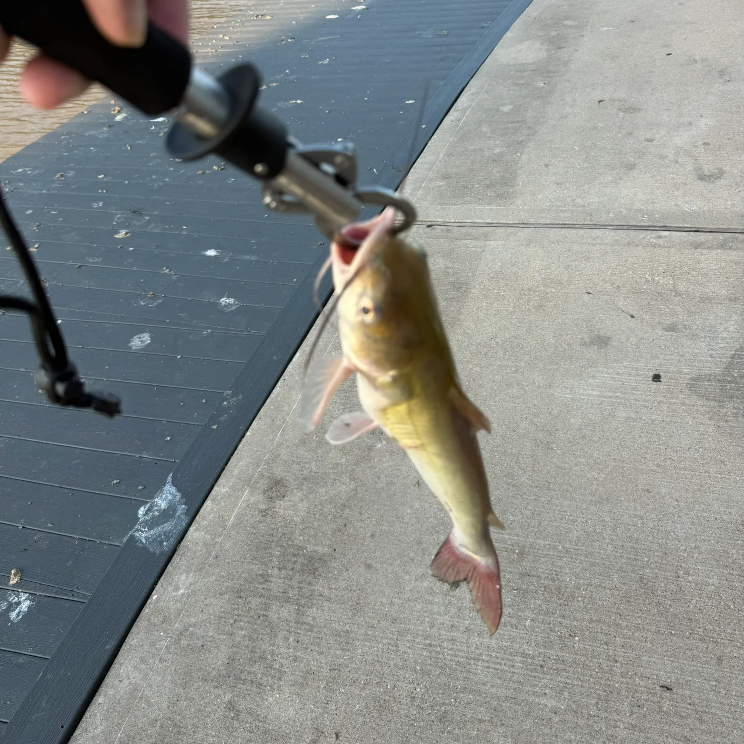 Channel catfish caught on Fishbrain