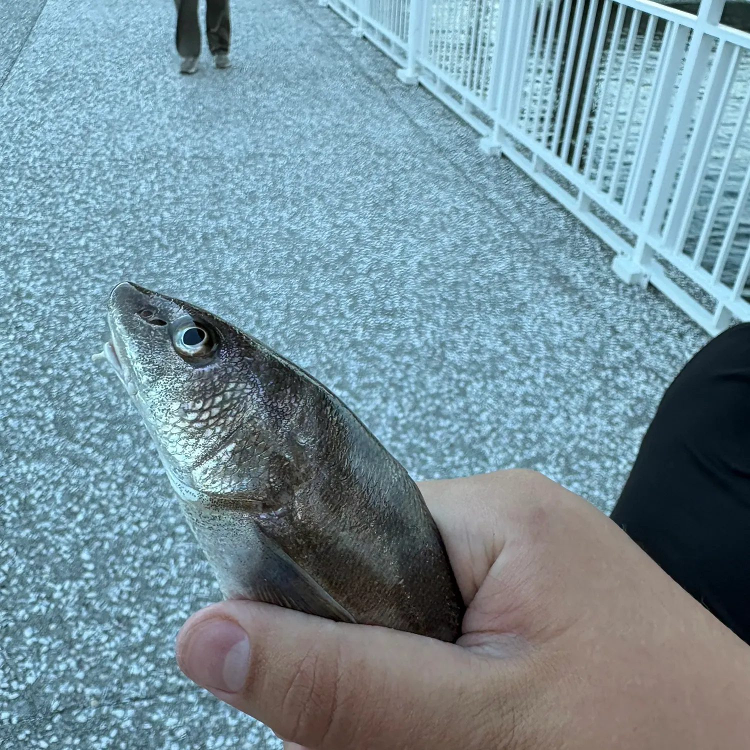 Southern kingcroaker caught on Fishbrain