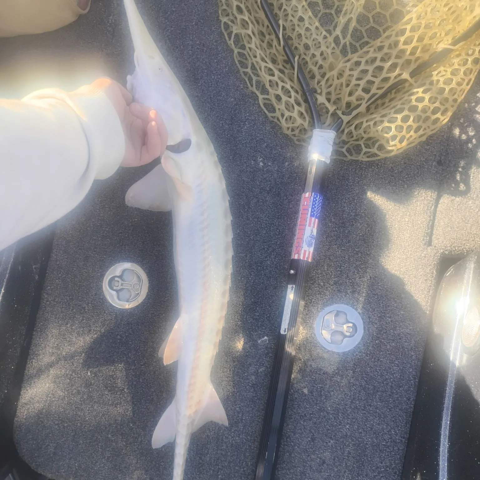 White sturgeon caught on Fishbrain