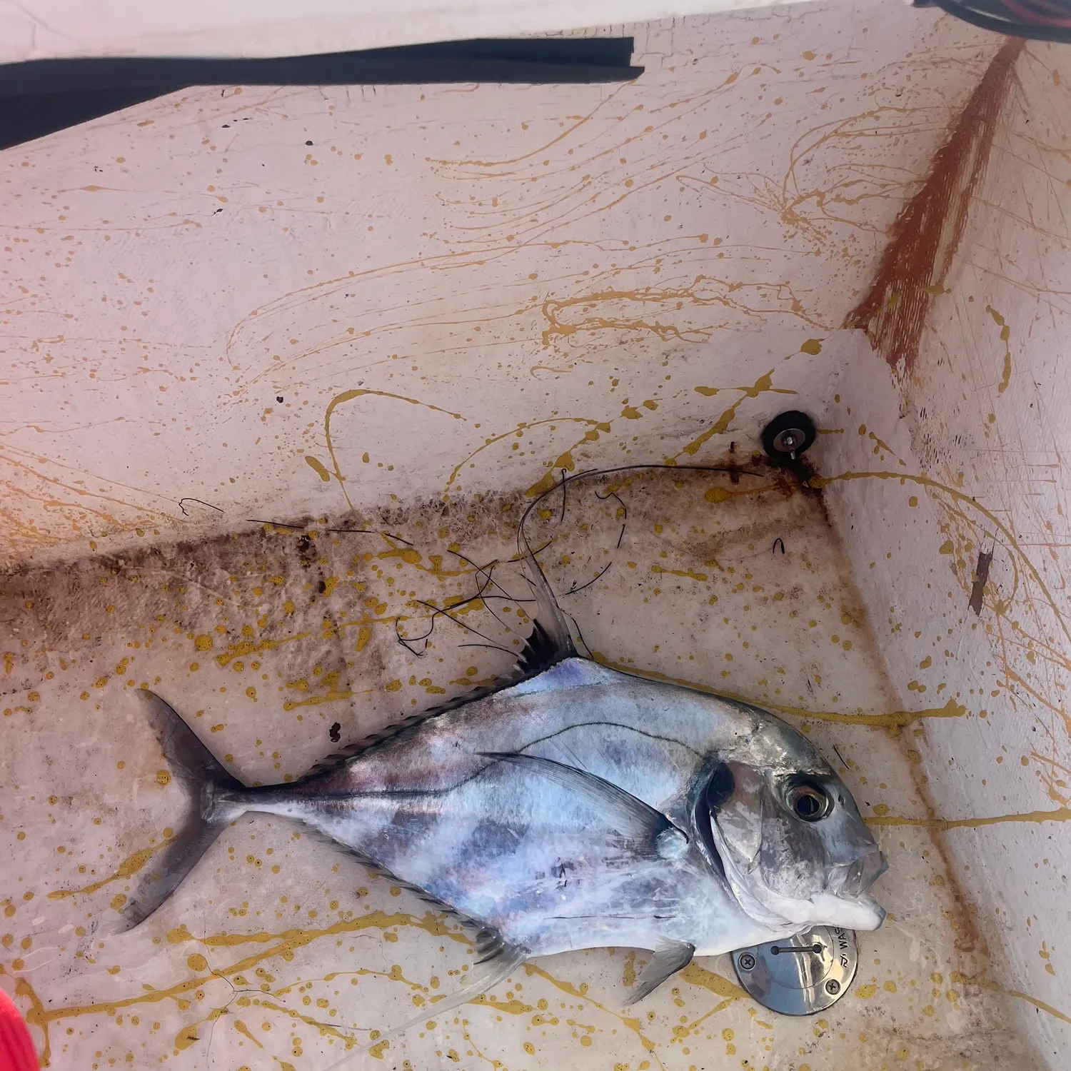 The most recent African pompano catches on Fishbrain