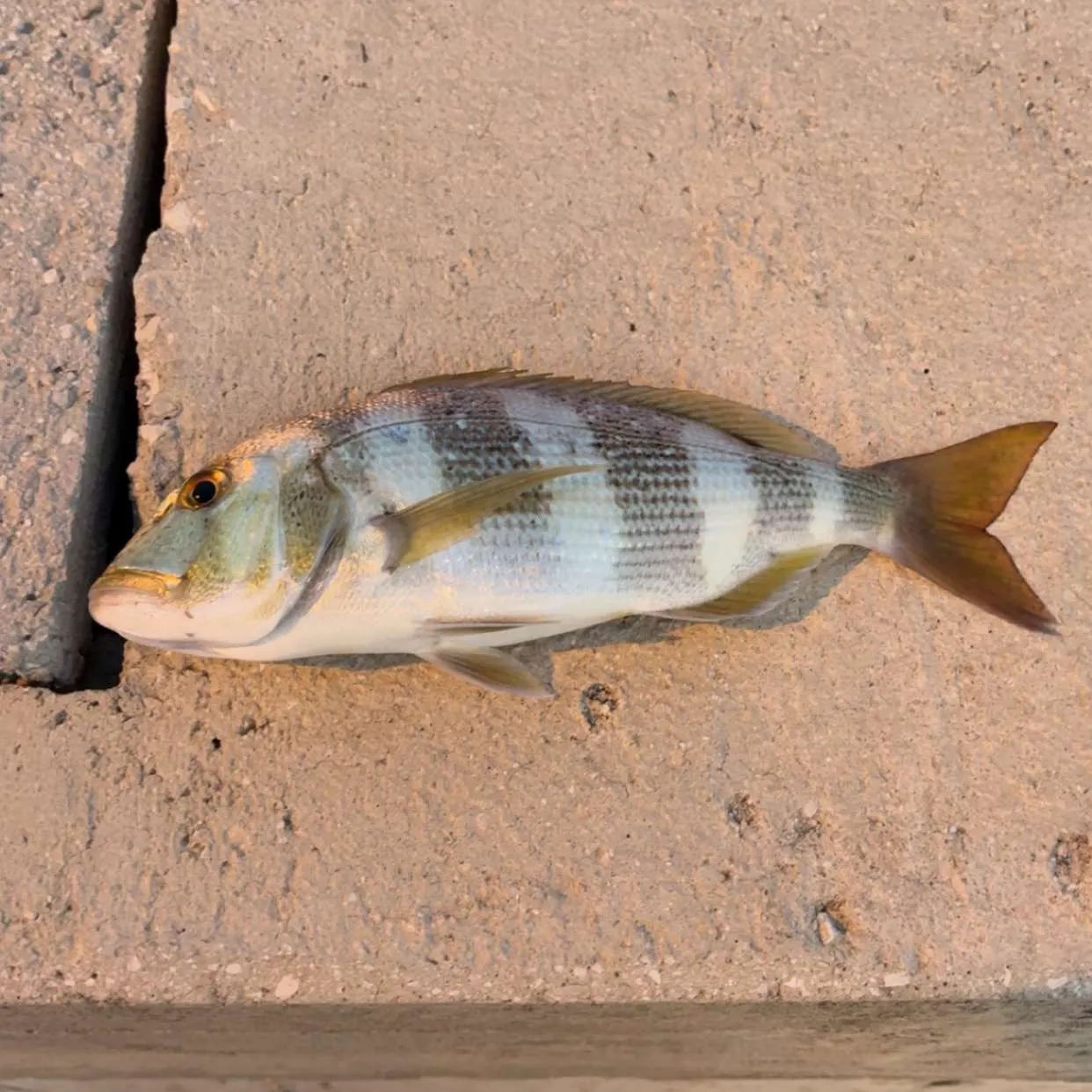The most recent Common dentex catches on Fishbrain